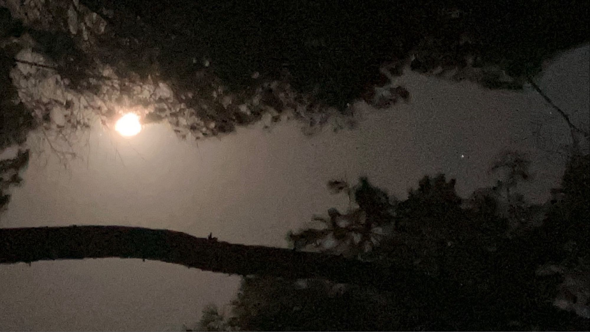 The Moon and Saturn through the branches of a Pine tree. 
California, USA.