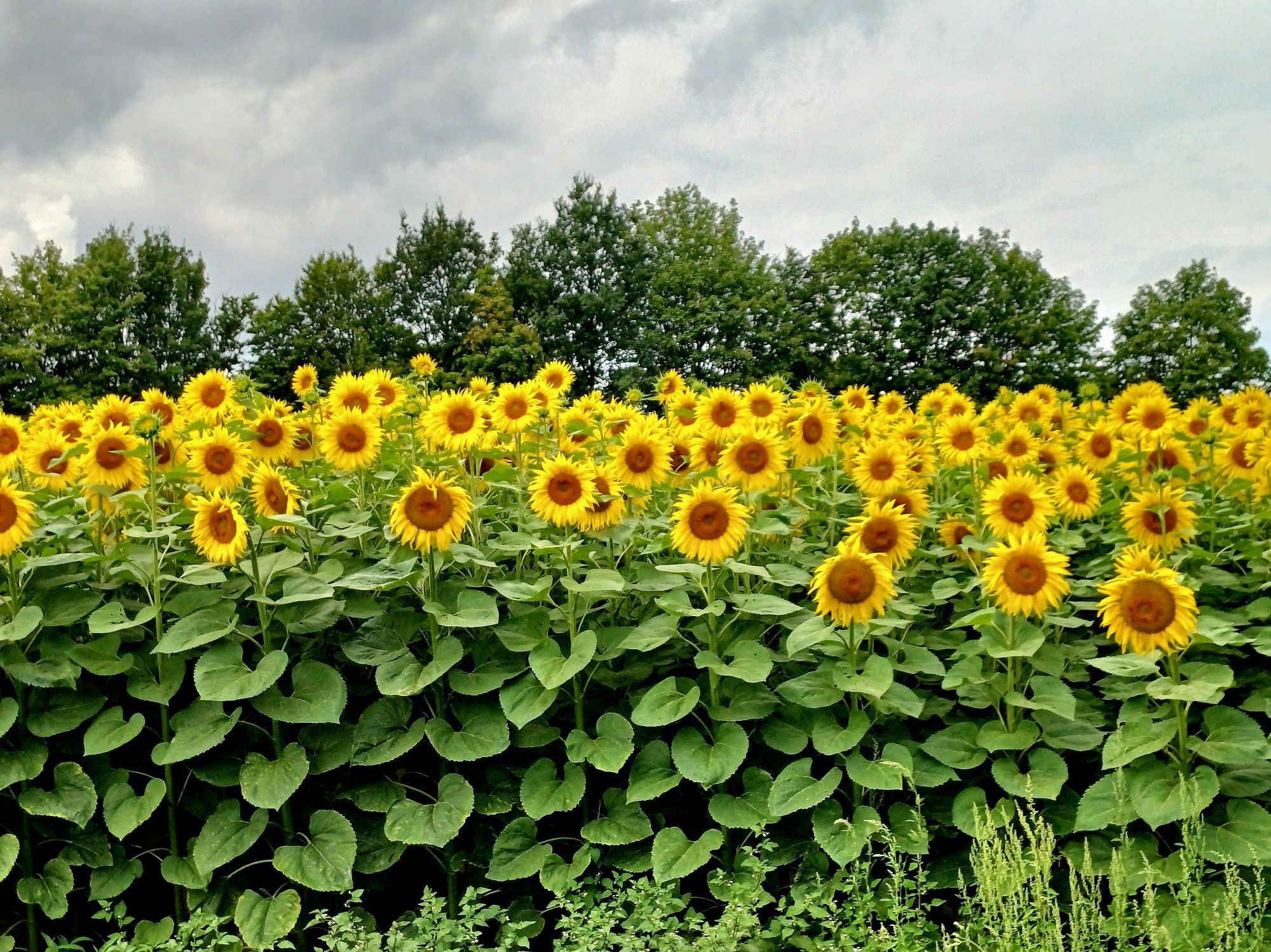 Sonnenblumen