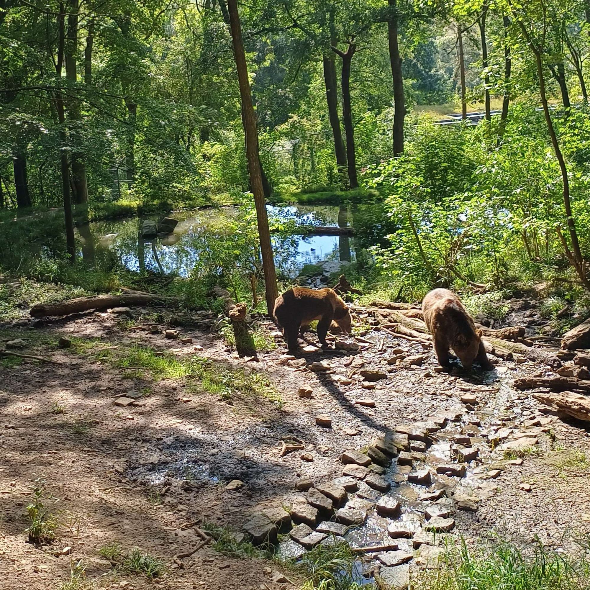 Bärenpark Worbis. Zwei Braunbären im Waldgehege. Im Hintergrund ein Teich.