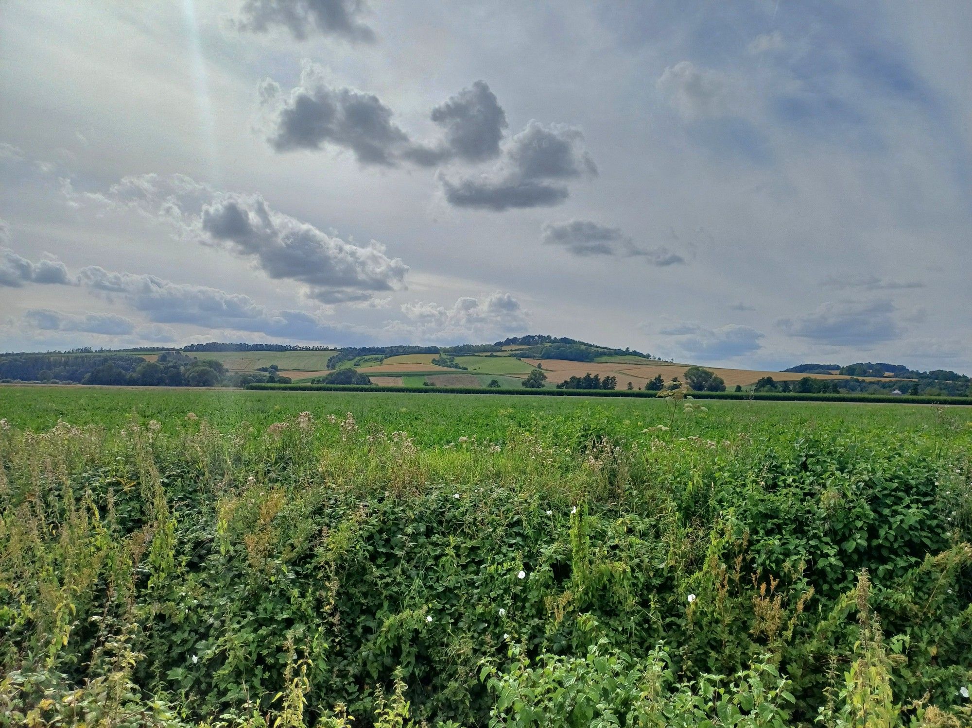 Hügelige grüne Landschaft mit grünen Wiesen und Feldern