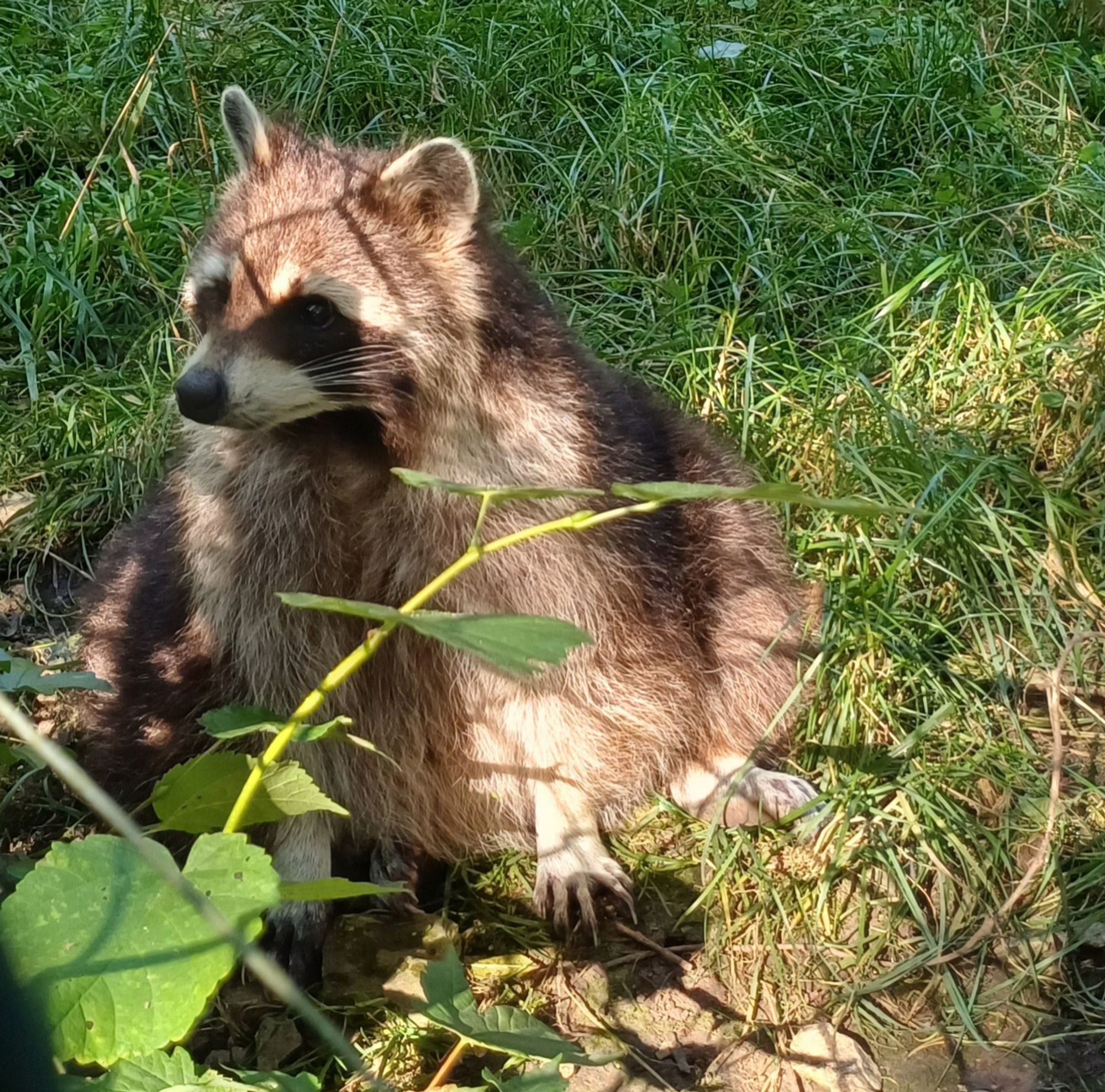 Ein Waschbär