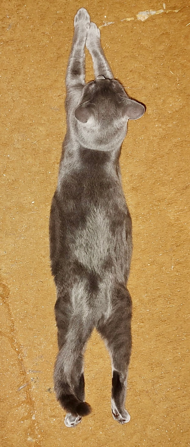 A gray blue kitty stretched out in a sploot. 