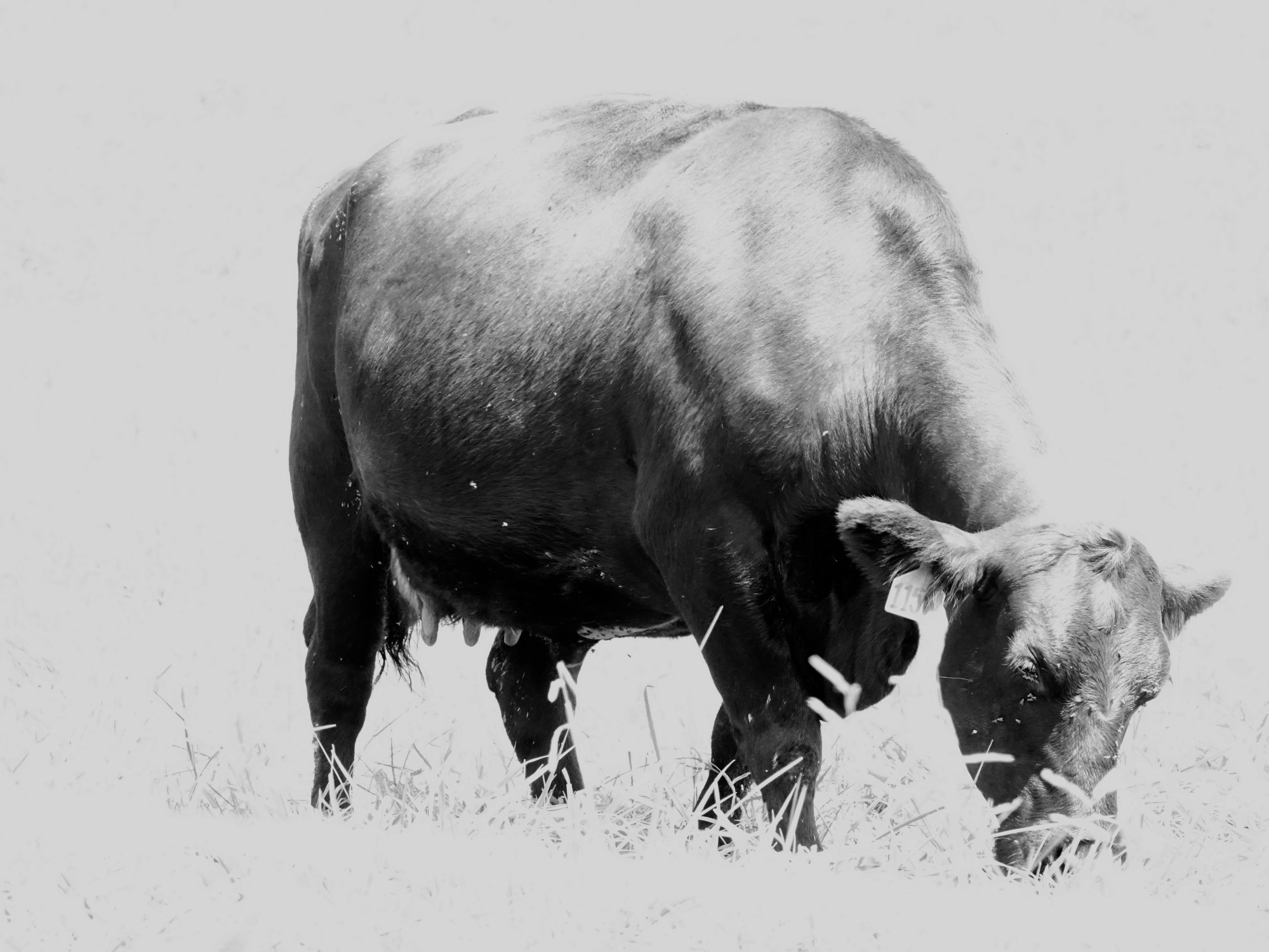 Black Angus grazing in the grass at the Biltmore Estate, Asheville, NC