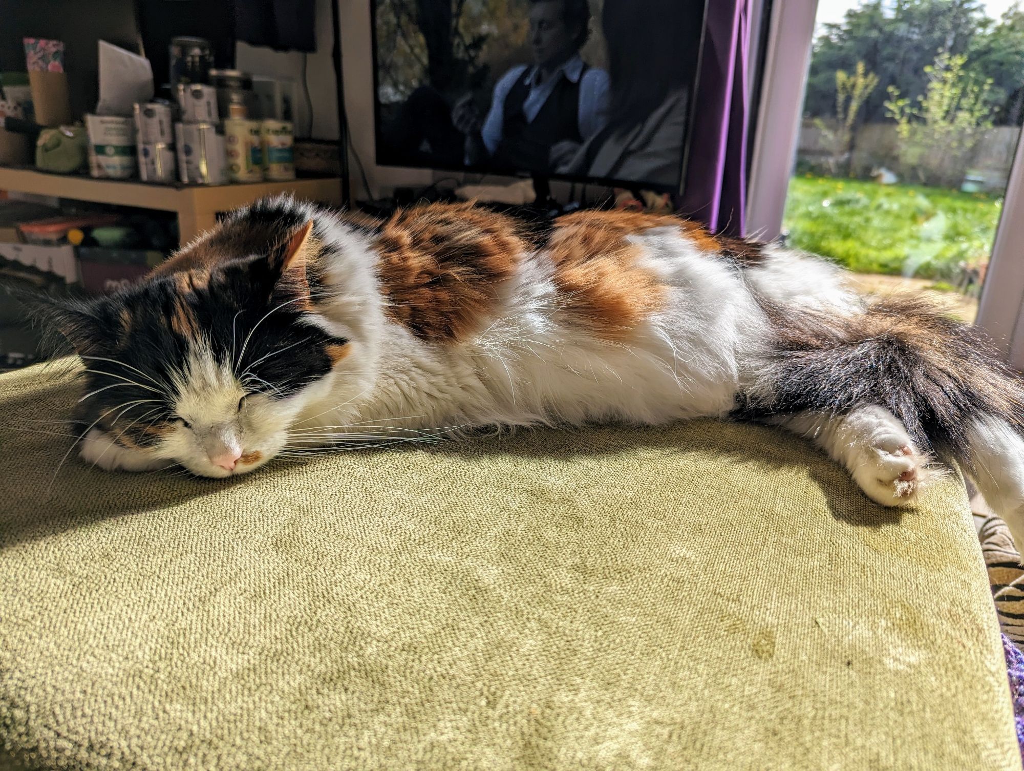 Tortoiseshell and white cat napping peacefully in a sunbeam