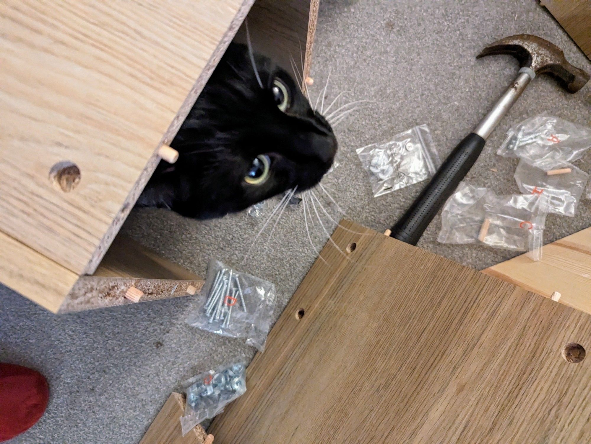 A black and white cat powering it from his hiding place in a half constructed bookcase