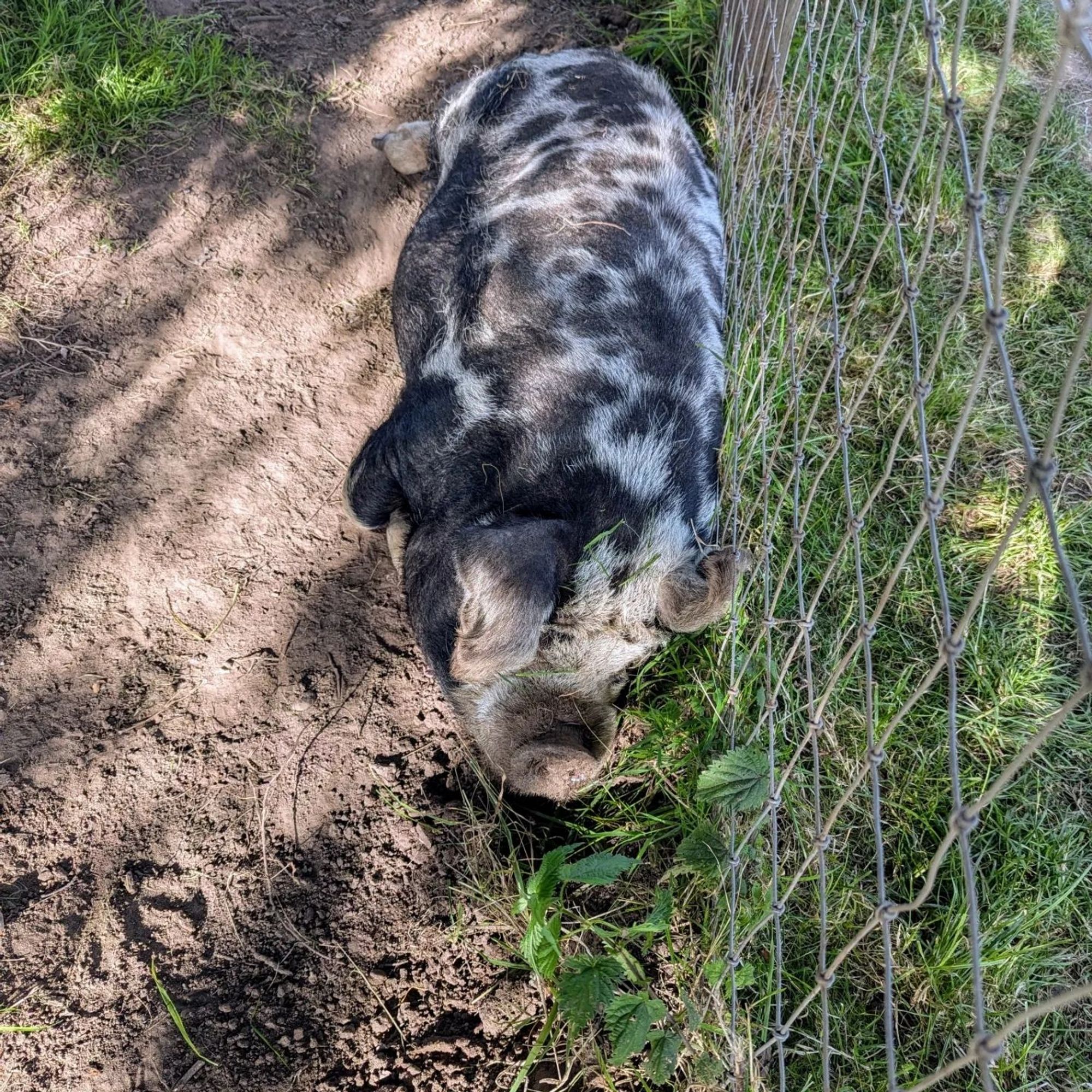 A pig with black spots having a nap in the shade