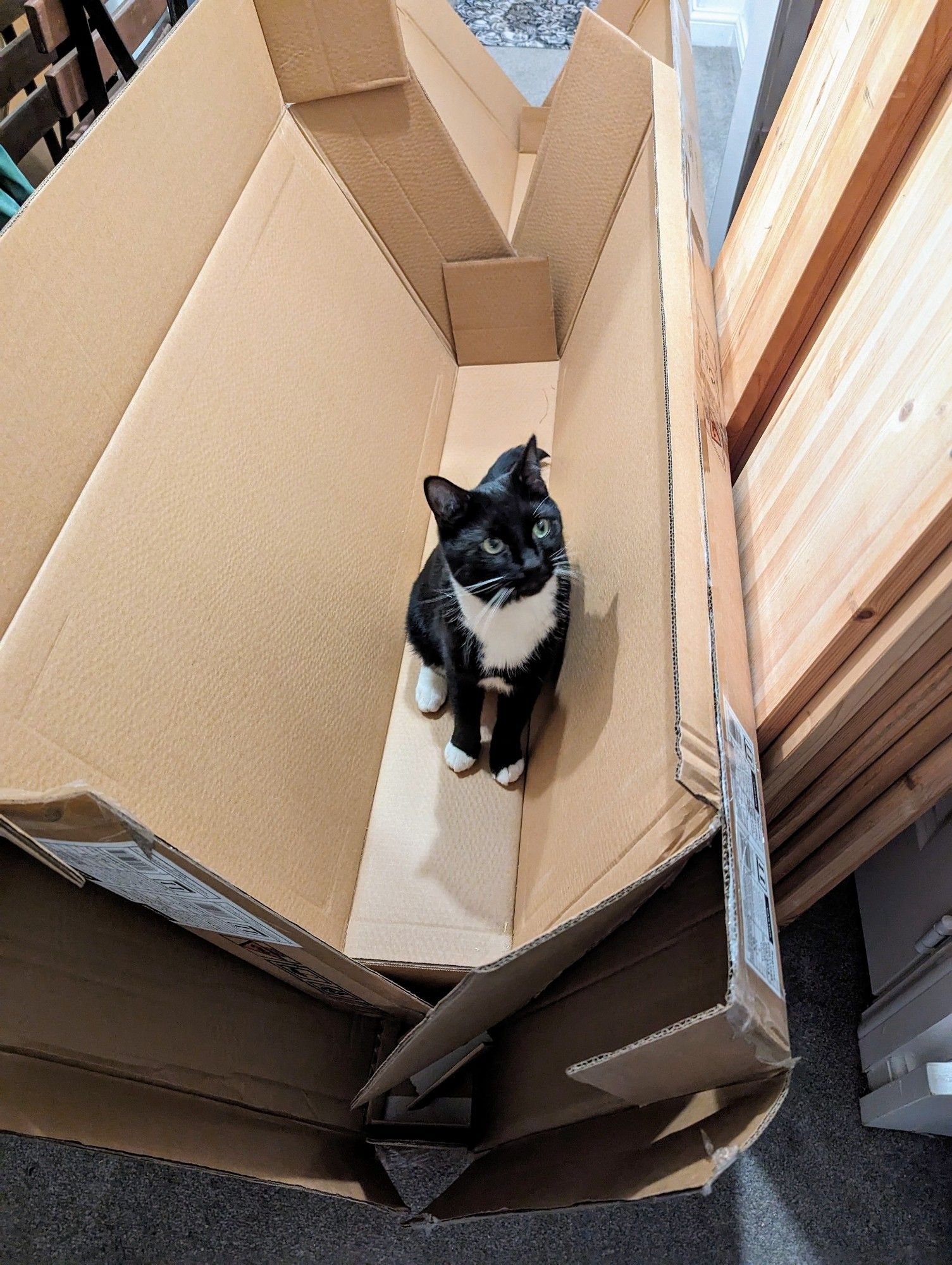 A black and white cat doing his best to look innocent from his perch on/in a pile of packing boxes