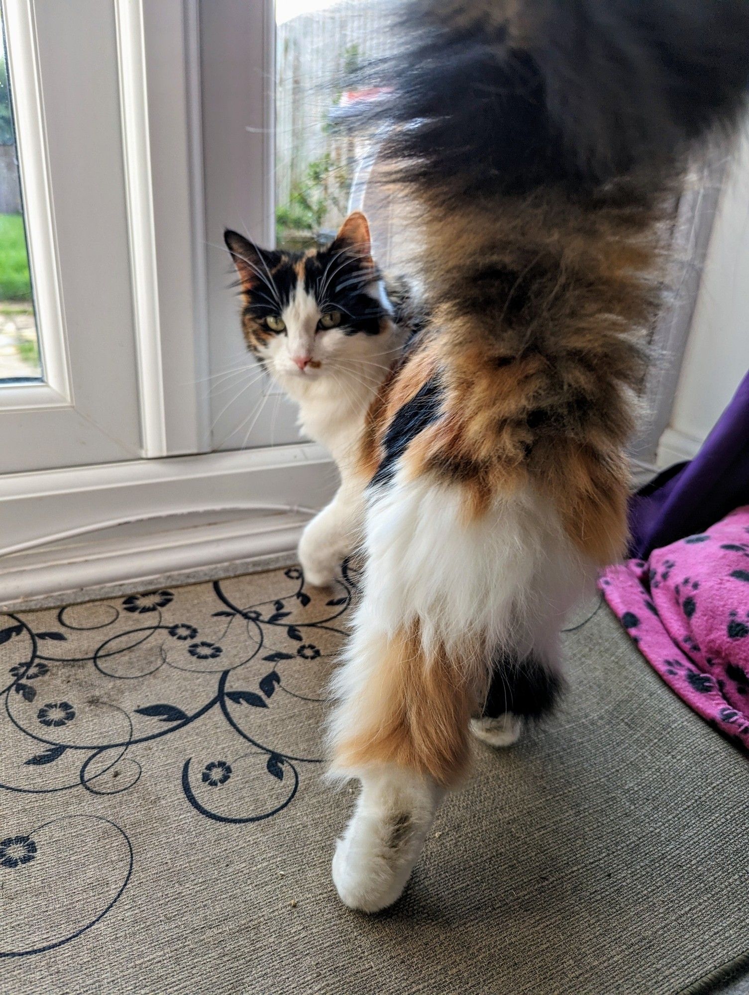 A fluffy tortoiseshell and white cat with EXCELLENT pantaloons