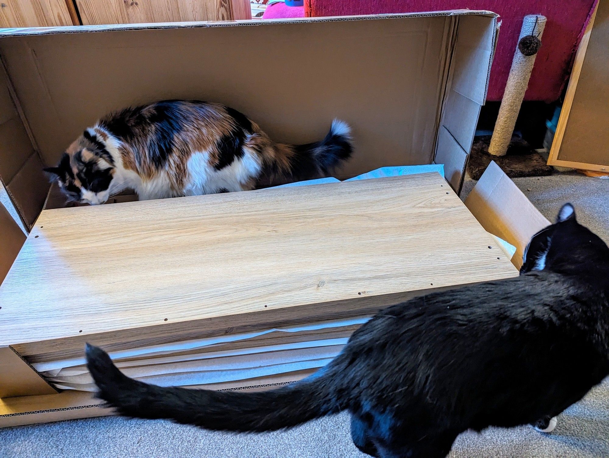 Two cats inspecting the contents of a box of flat pack furniture