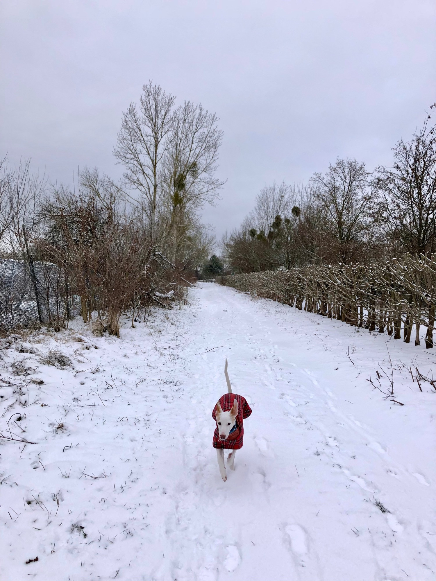 My dog, wearing a read tartan winter coat, is running towards me on a snowy path, , lined by shrubs and trees. The sky is grey