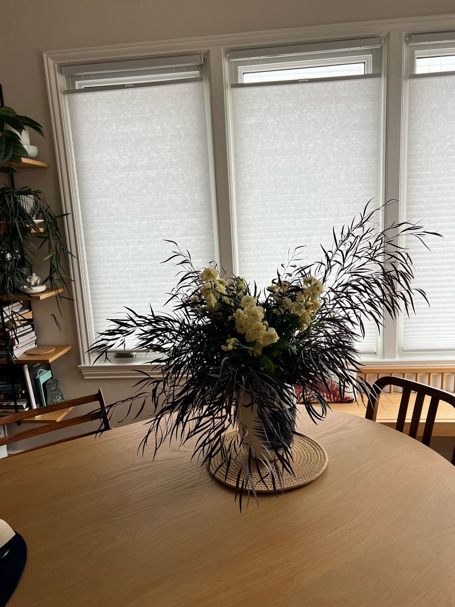 Feathery deep purple foliage on spindly branches arch outwards many times the size of the vase they’re in. Tight clusters of warm white flowers are tucked in the center