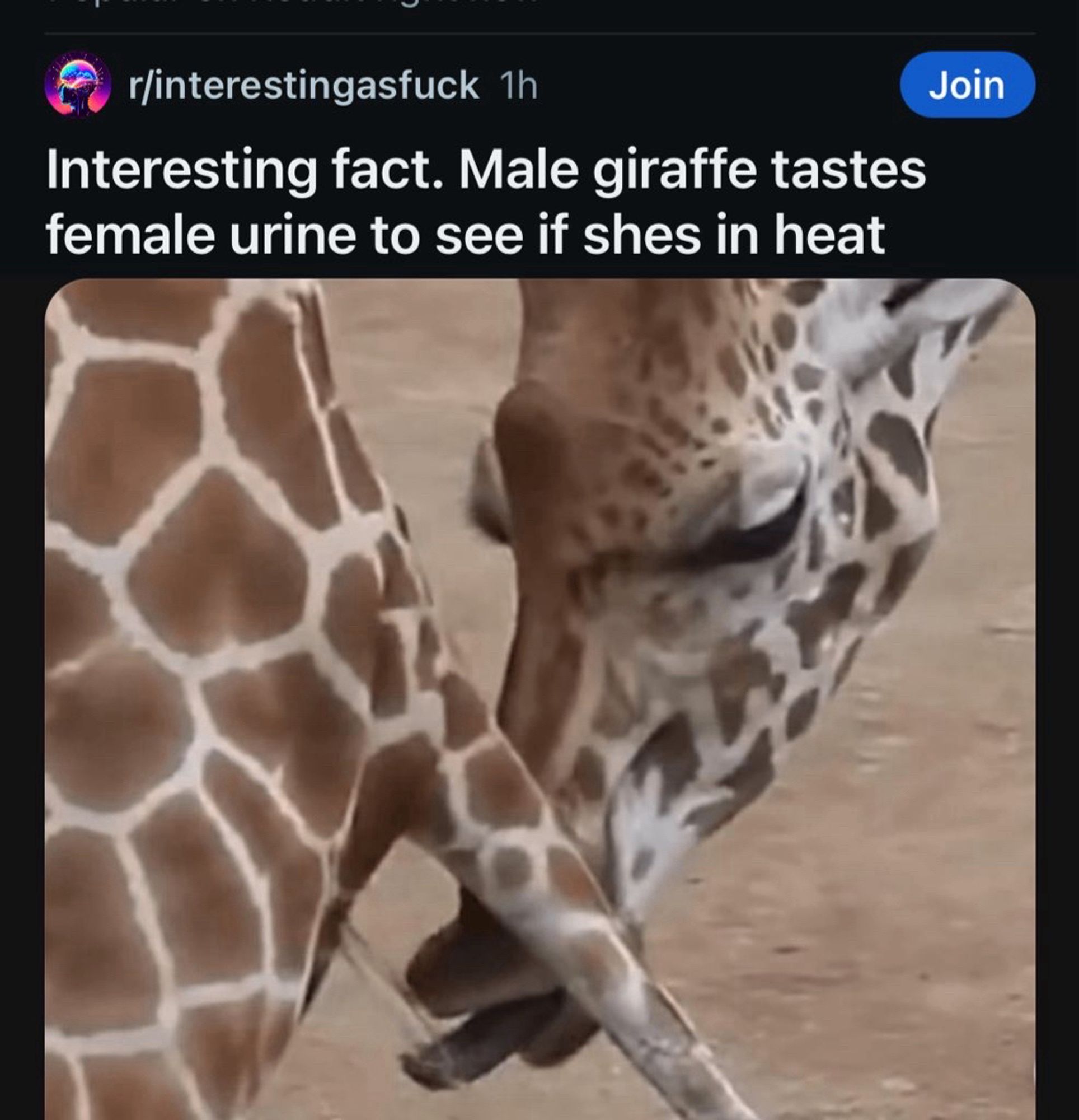 Giraffe licking da pee