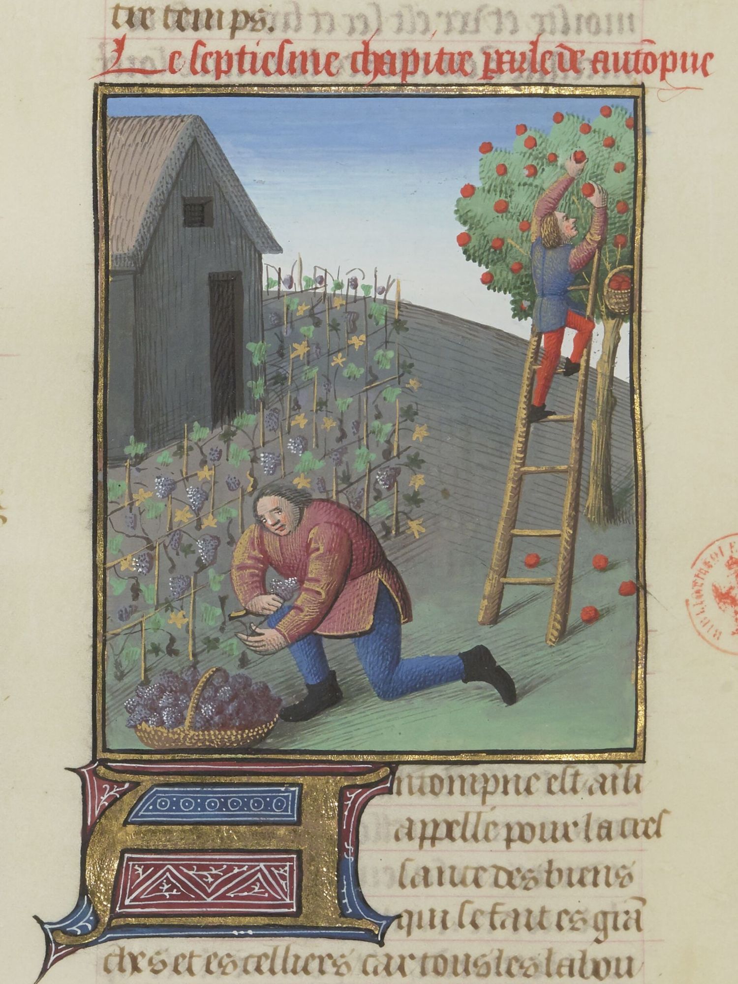 Saison : automne/Season:  autumn (Paris, BnF, Français 9140 f.186v). Source: https://portail.biblissima.fr/ . In this medieval representation of autumn, we see two people: one picking apples and the other grappes.