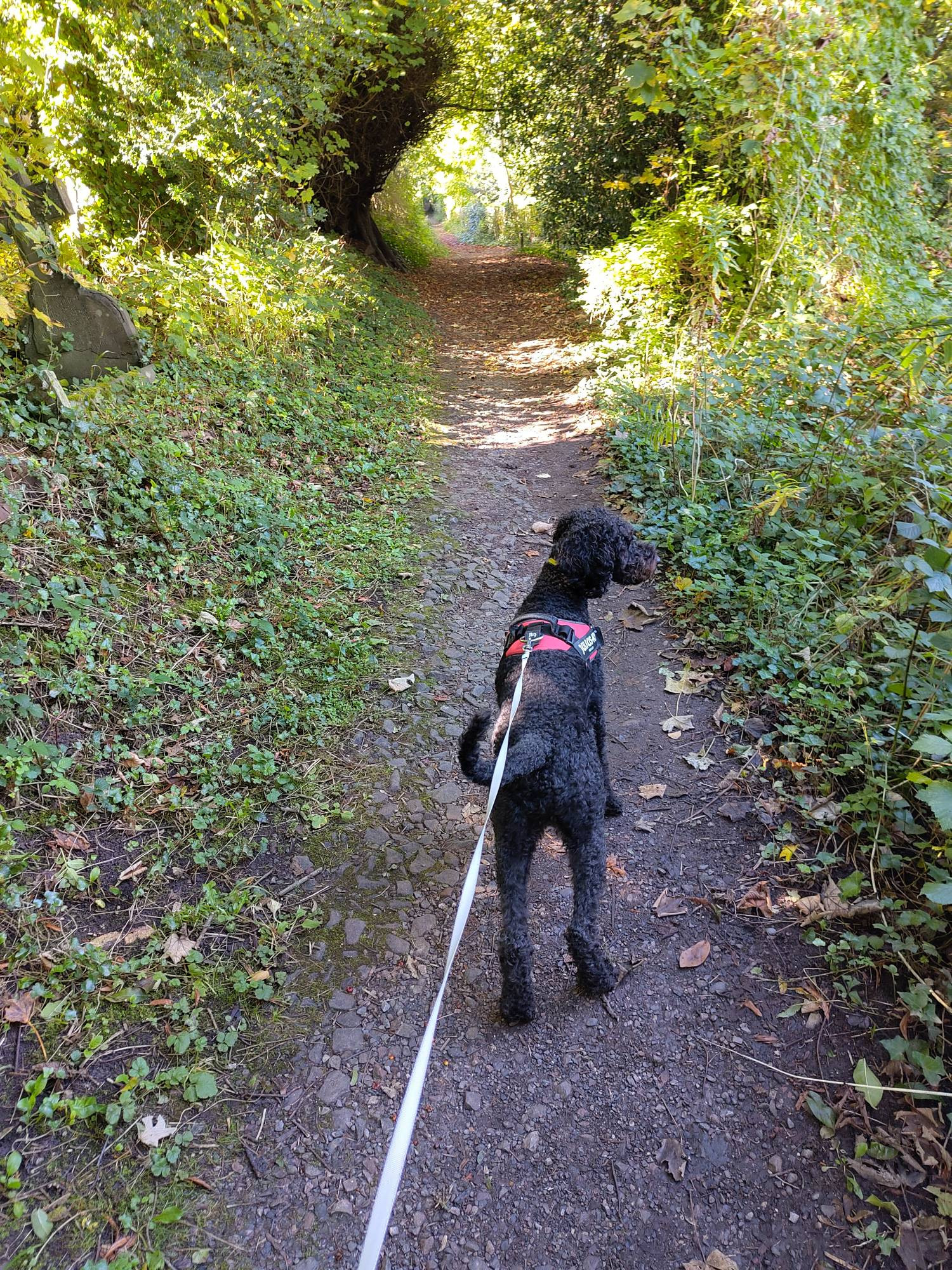 A black poodle/retriever dog walking on a path through early autumn woods 