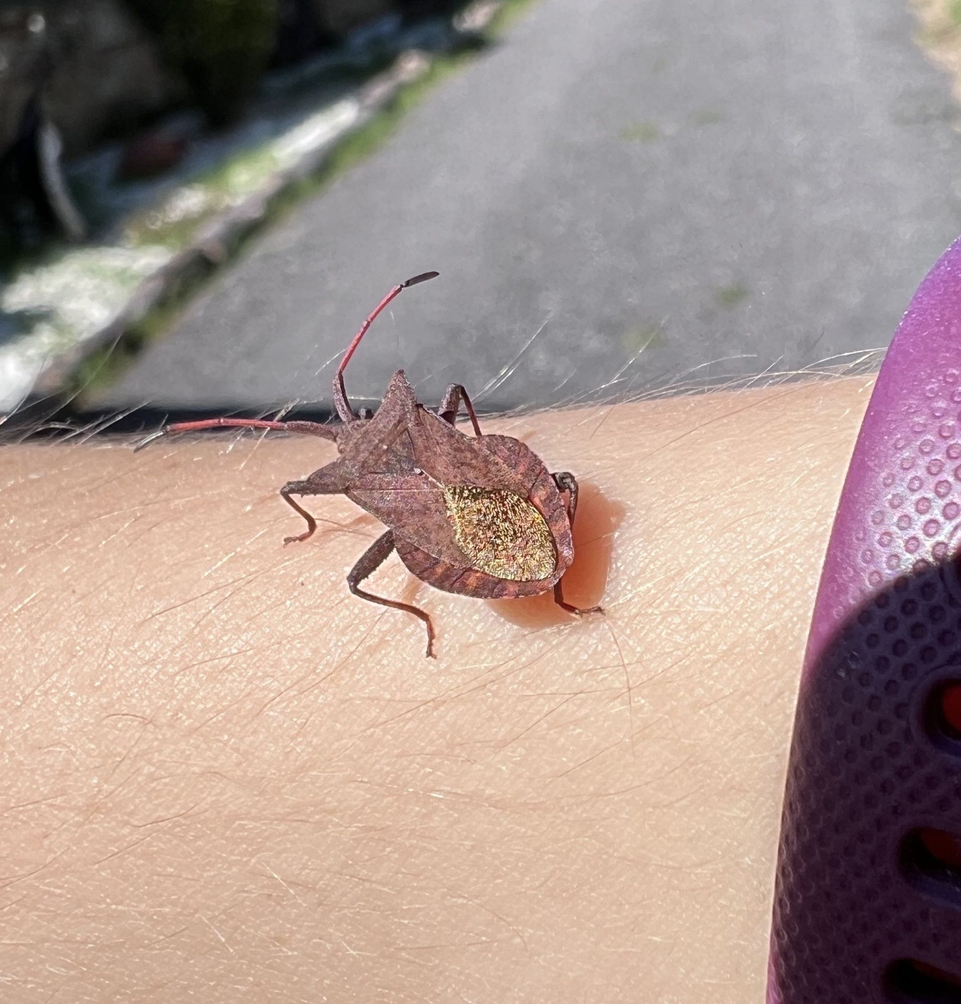 Picture of Coreus marginatus (dock bug) walking on an arm, under direct sunlight. The light reflects on its wings, making them shine golden as is characteristic of the species.