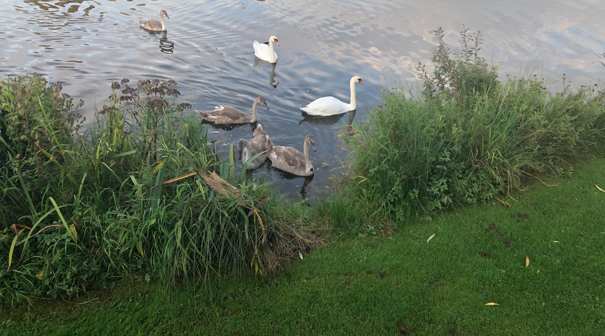 Two proud Swans with their four Cygnet’s on a lake in autumn. In a months or so’s time they’ll be ready to fly. 