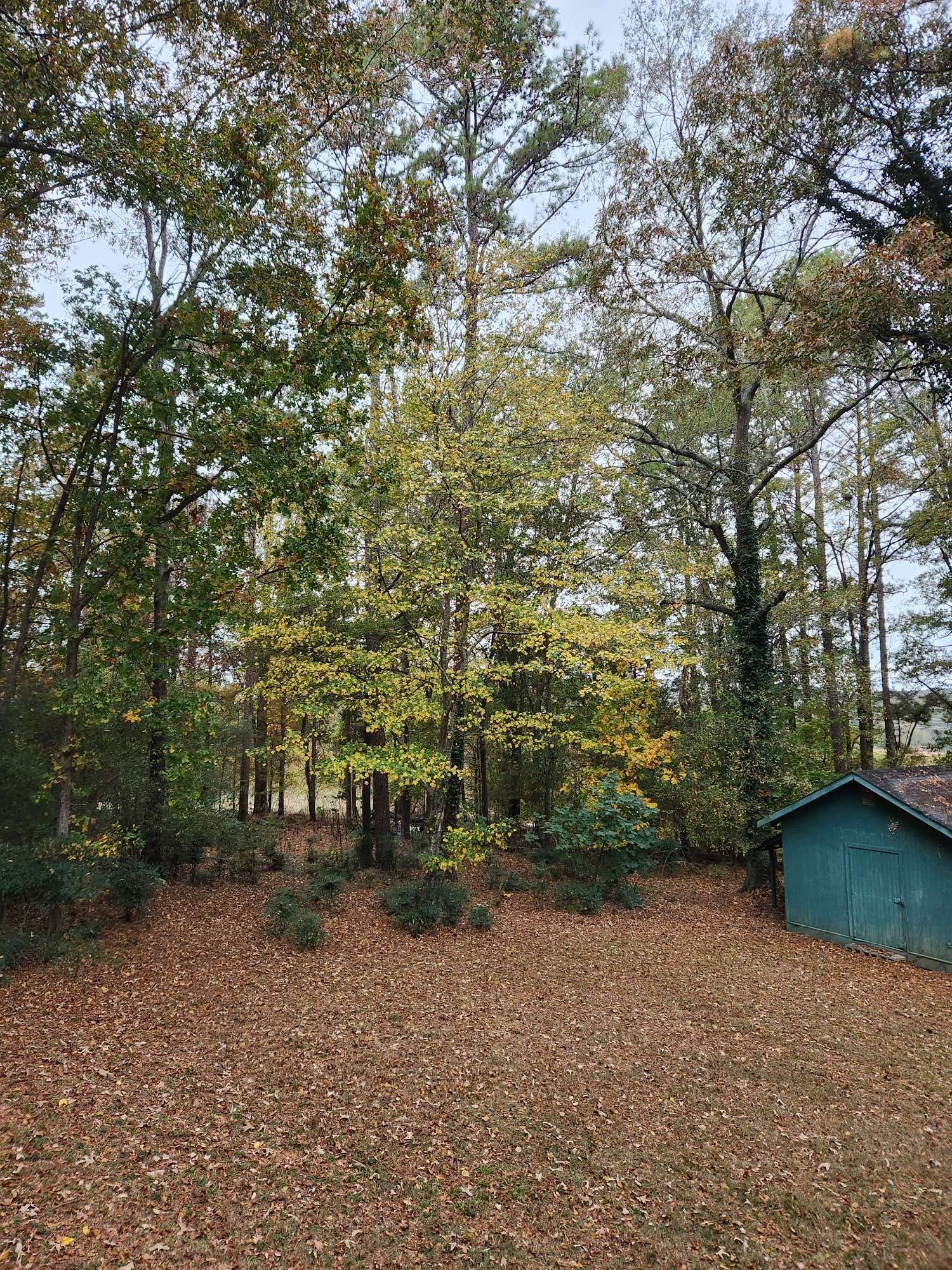 A photo of my back yard, crunchy leaves fallen everywhere and a big tree with yellow leaves is surrounded by other trees that are still green, or green pines.