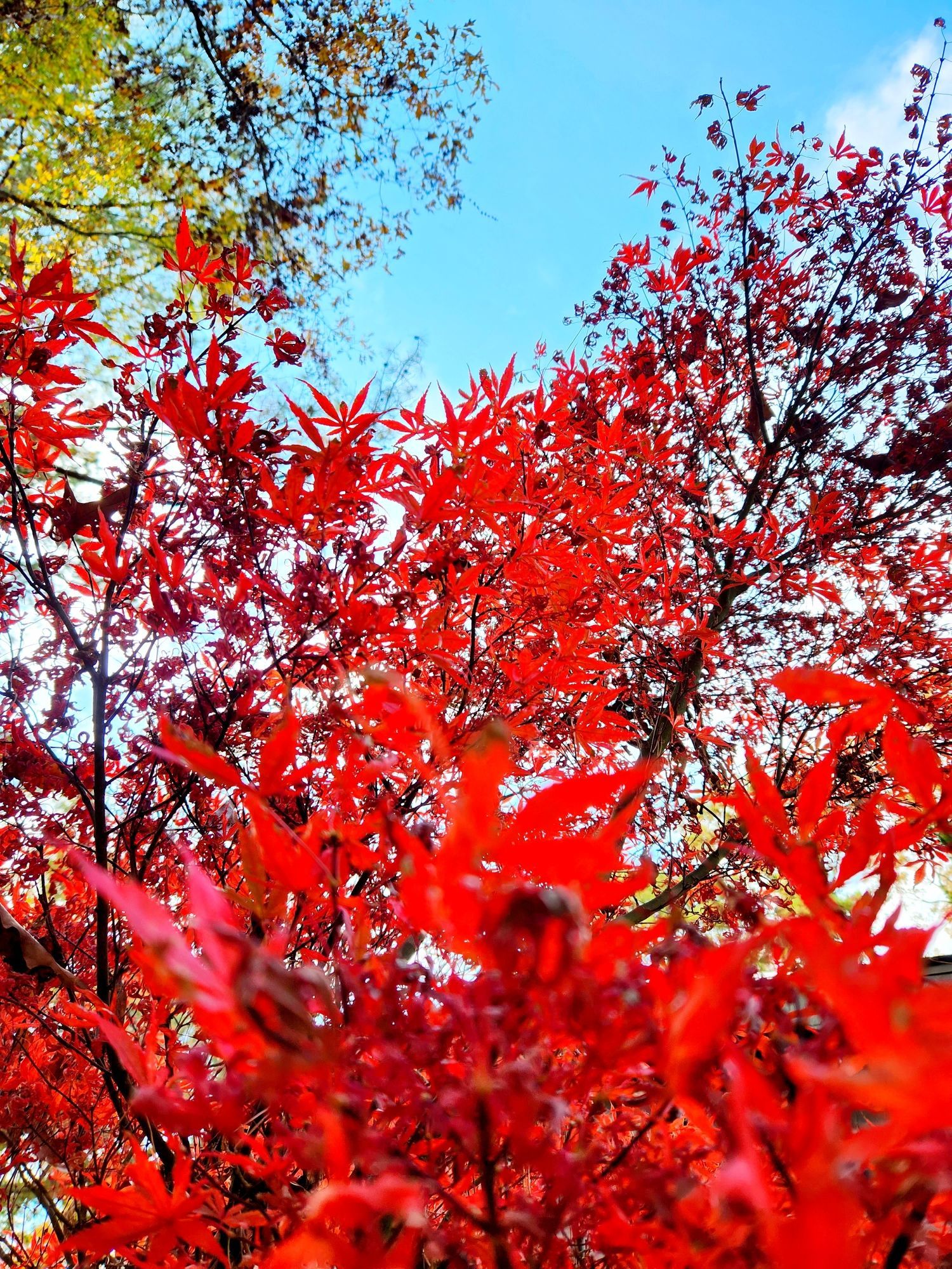 A photograph of bright red Japanese maple leaves against a pretty blue sky.