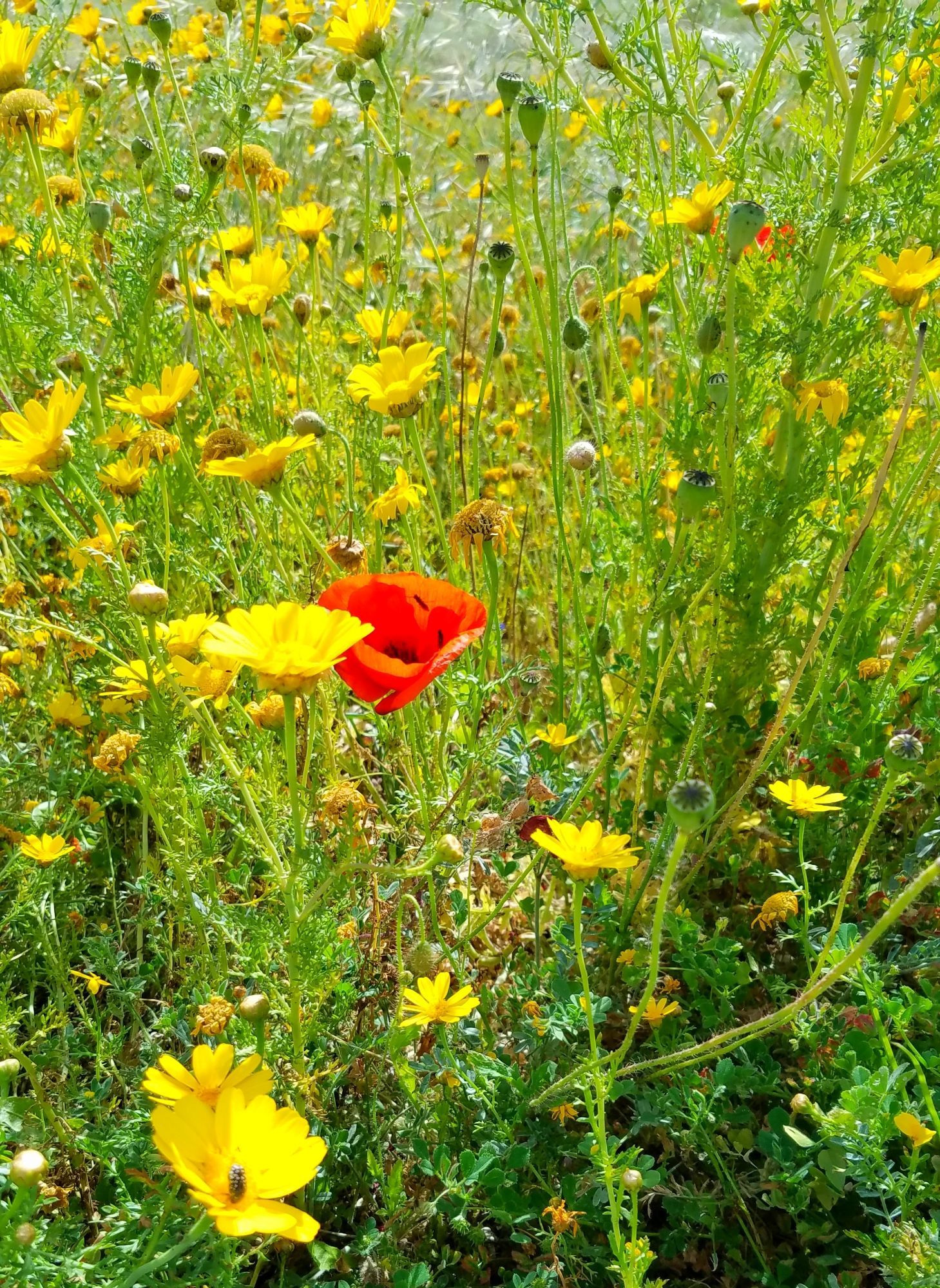 A picture of a single red poppy in a field of yellow flowers.