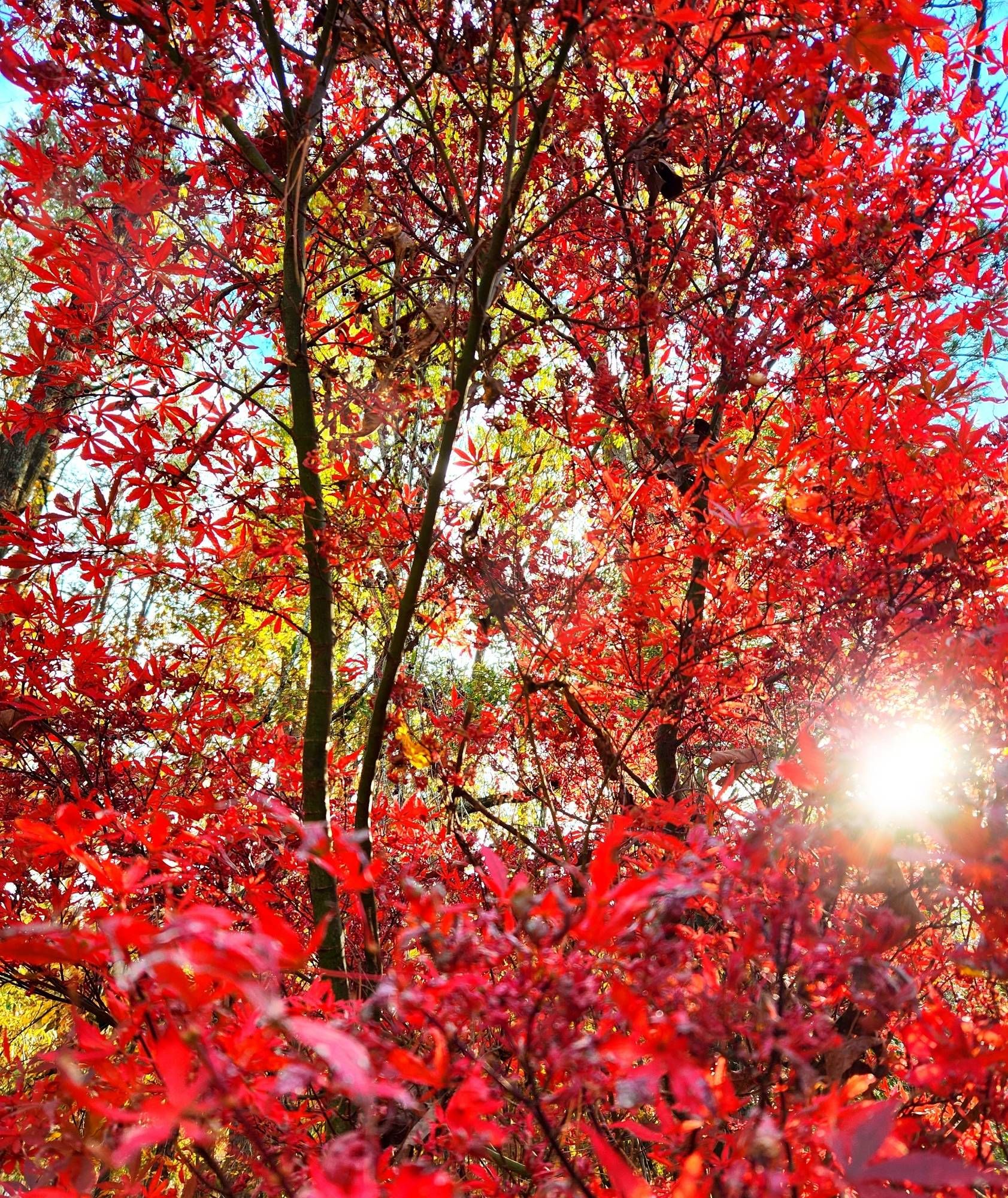 A photograph of the sun shining through a Japanese maple with bright red fall leaves.