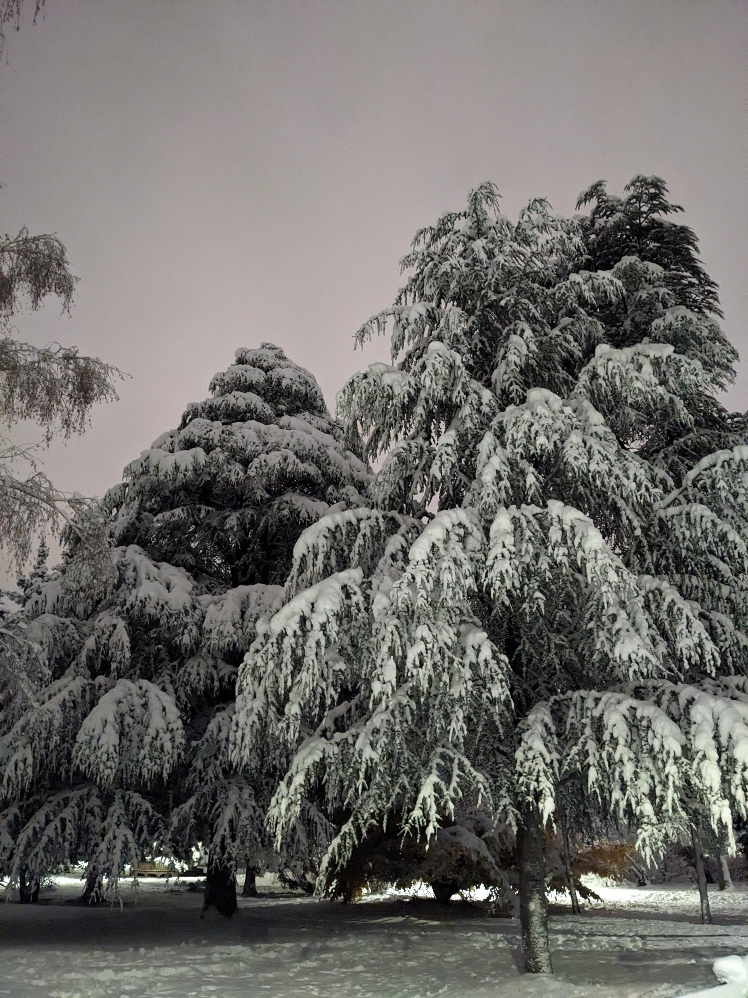 snowy trees