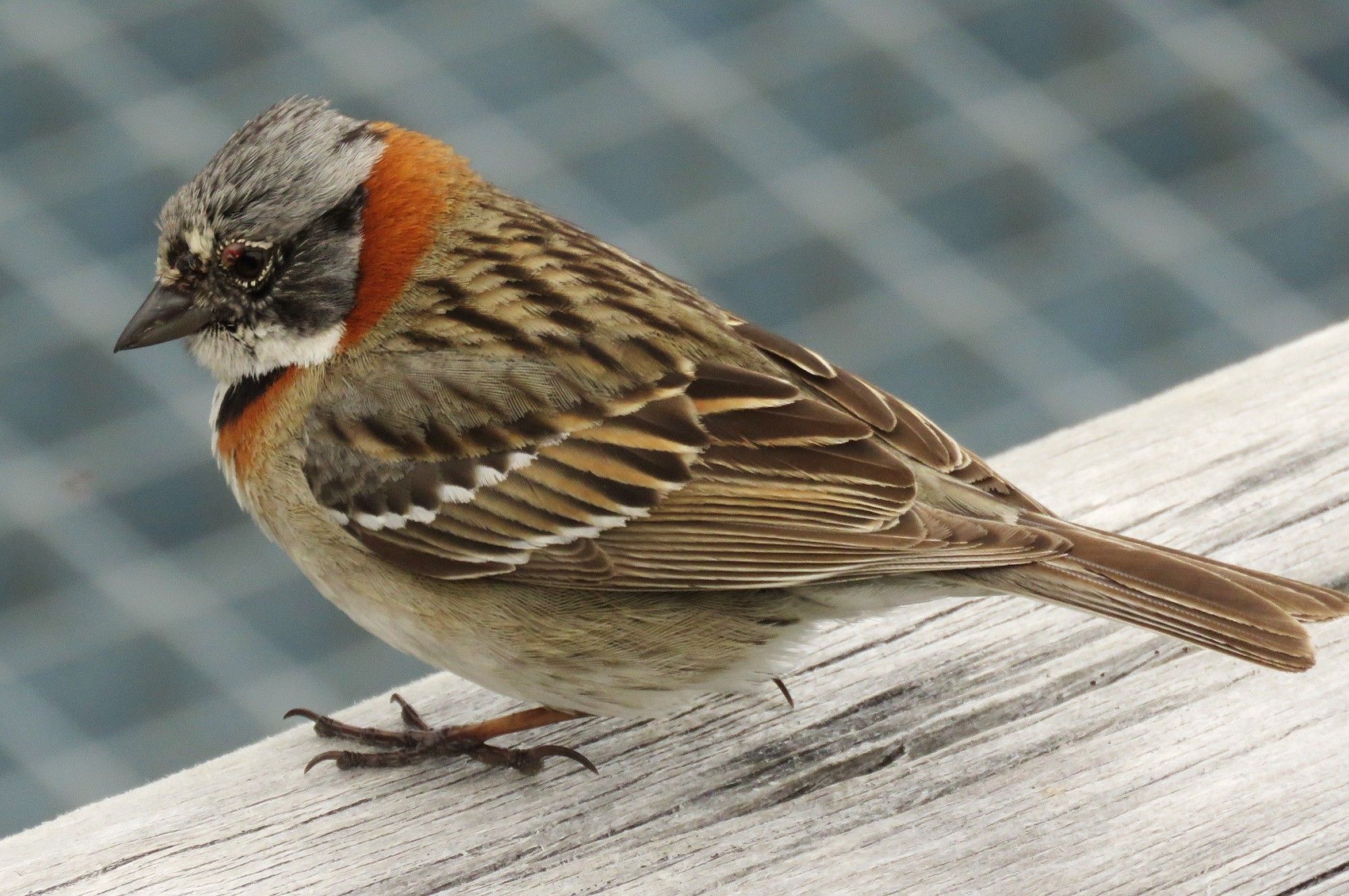 Rufus-collared sparrow