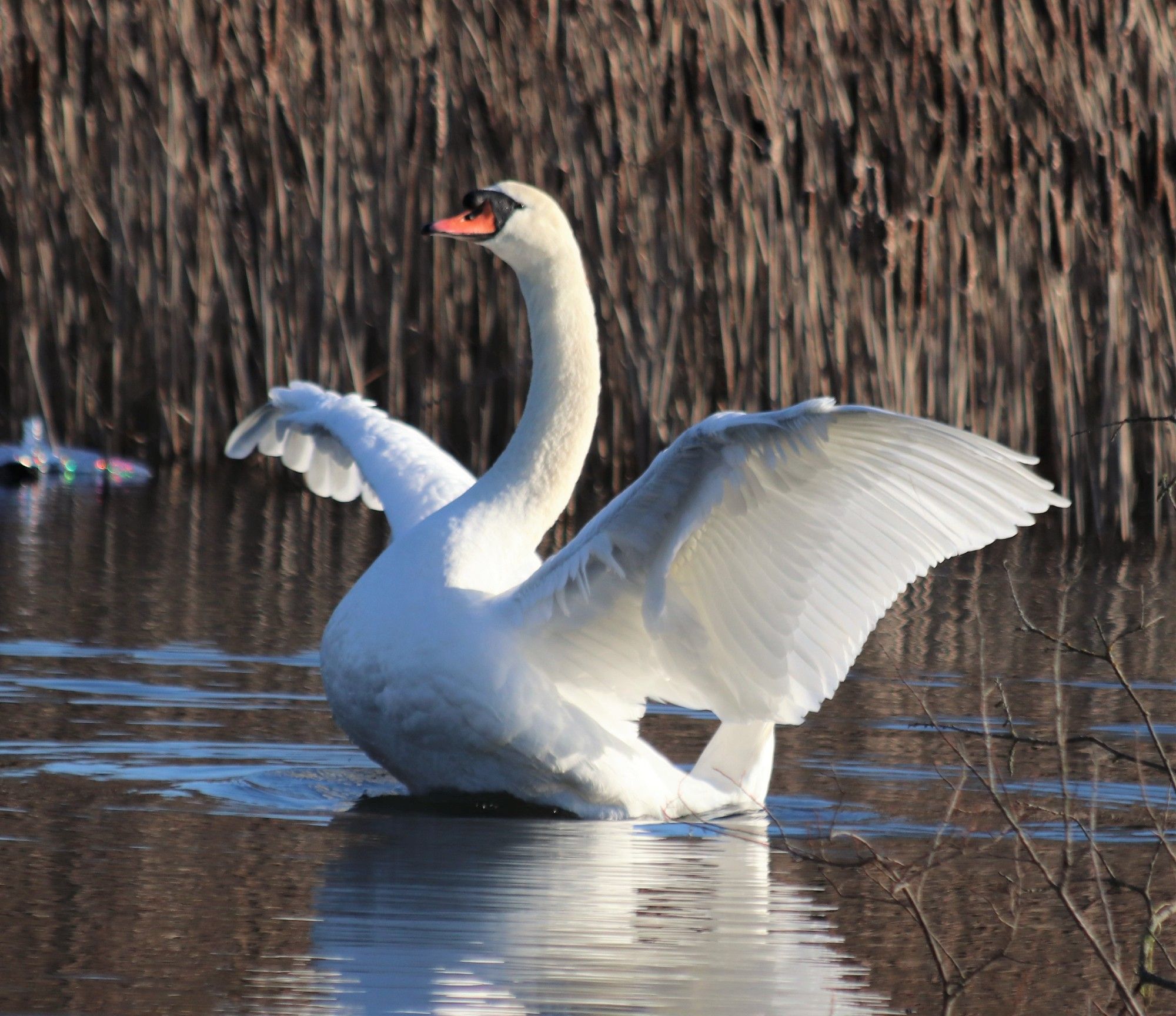 Mute swan, wings open.