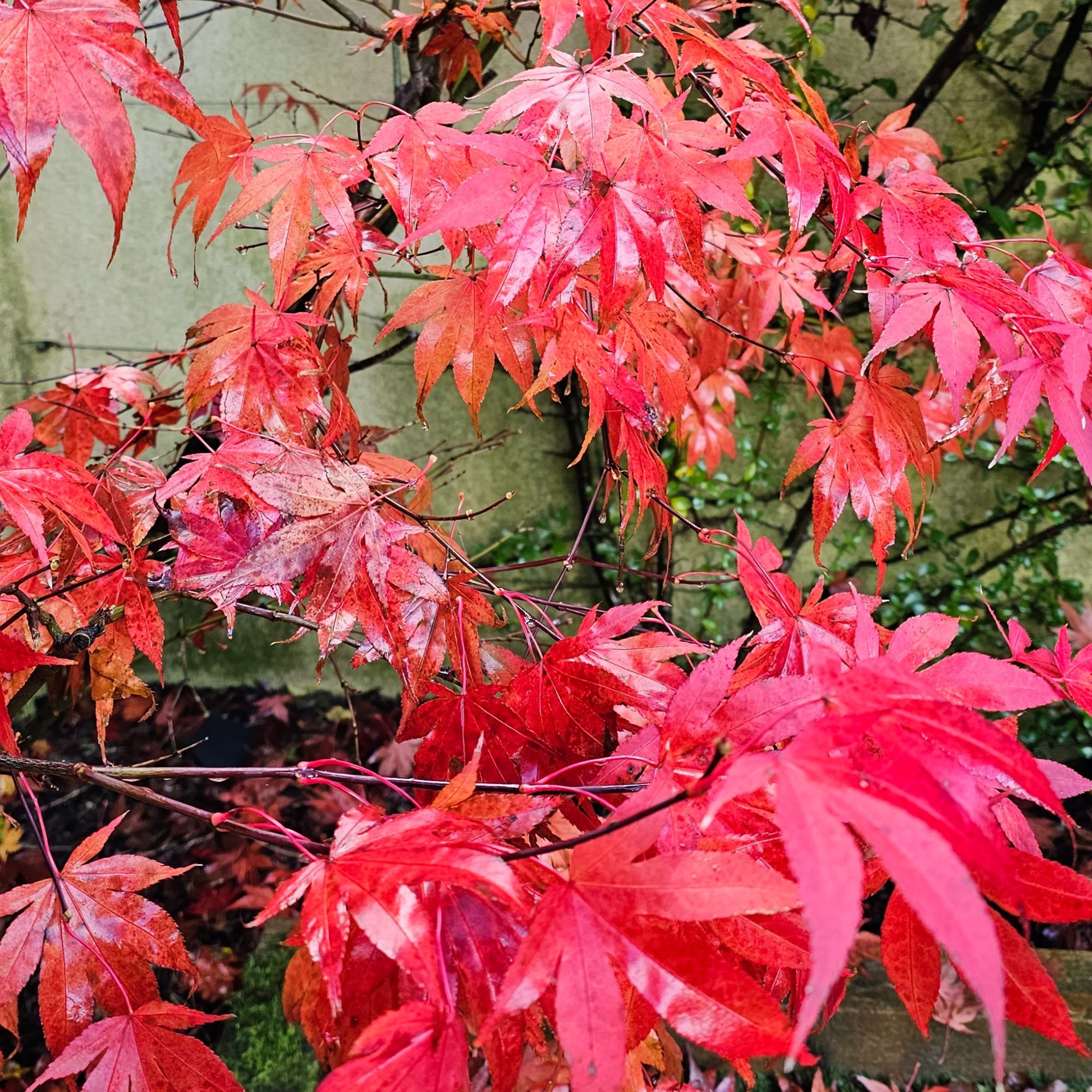 Japanese maple in autumn colour - bright red