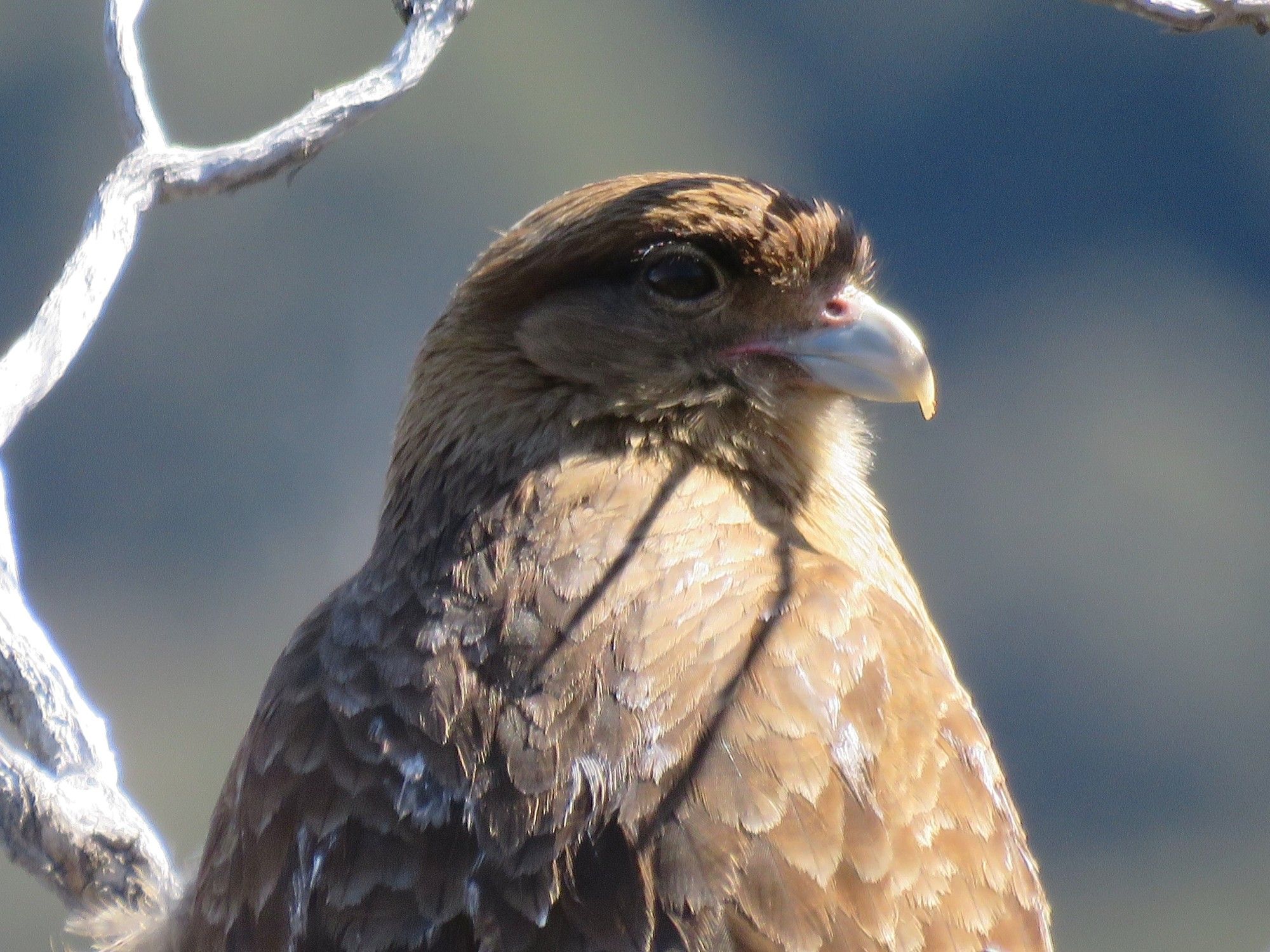 Portrait of a chimango caracara