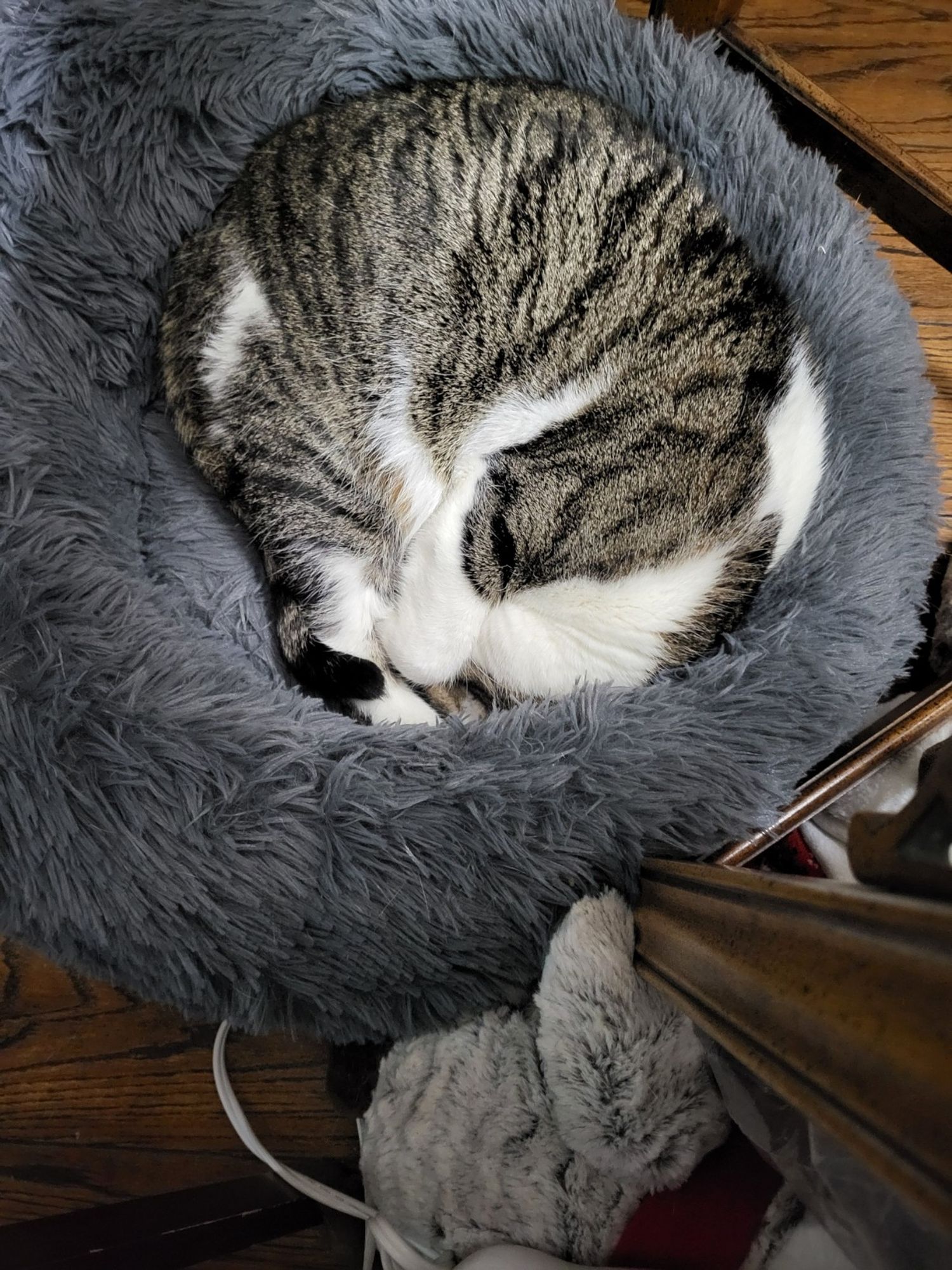 Gordon, a half tabby, half white cat, is curled up in a ball asleep in his cat bed.