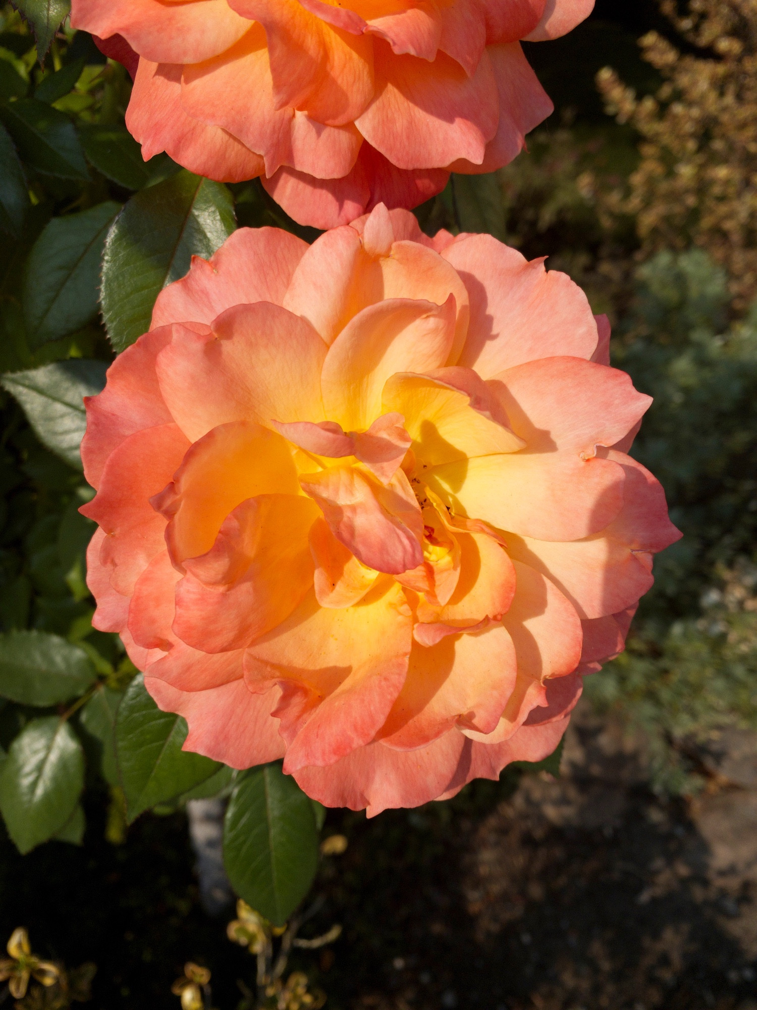 A peach colored flower.