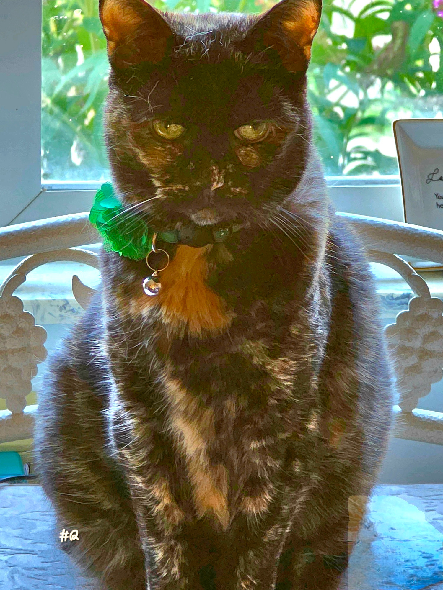My Tortie sitting in my window. 
