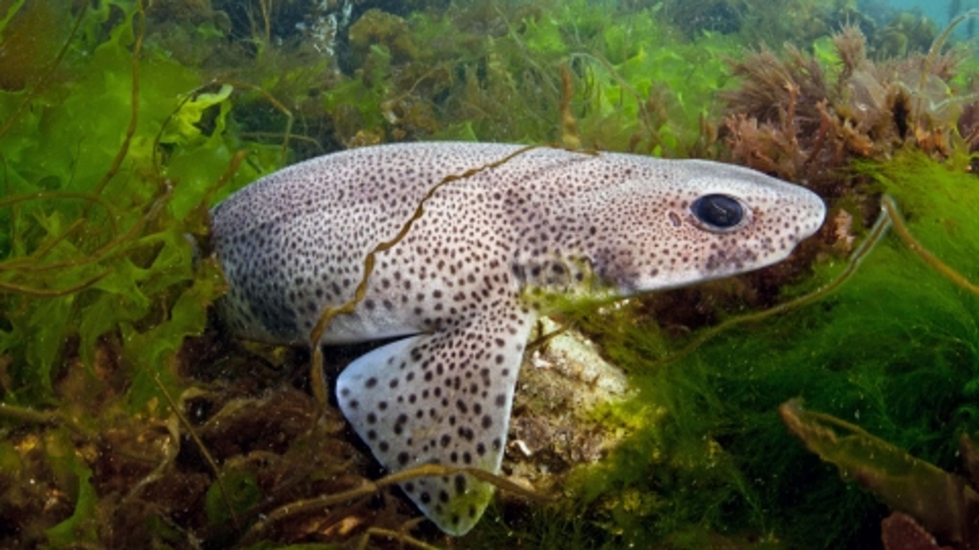 Small-spotted catshark nestled into a bed of bright green algae. Front half of shark visible. Large eyes, brown spots on a light field. 📷 Alex Mustard/2020VISION