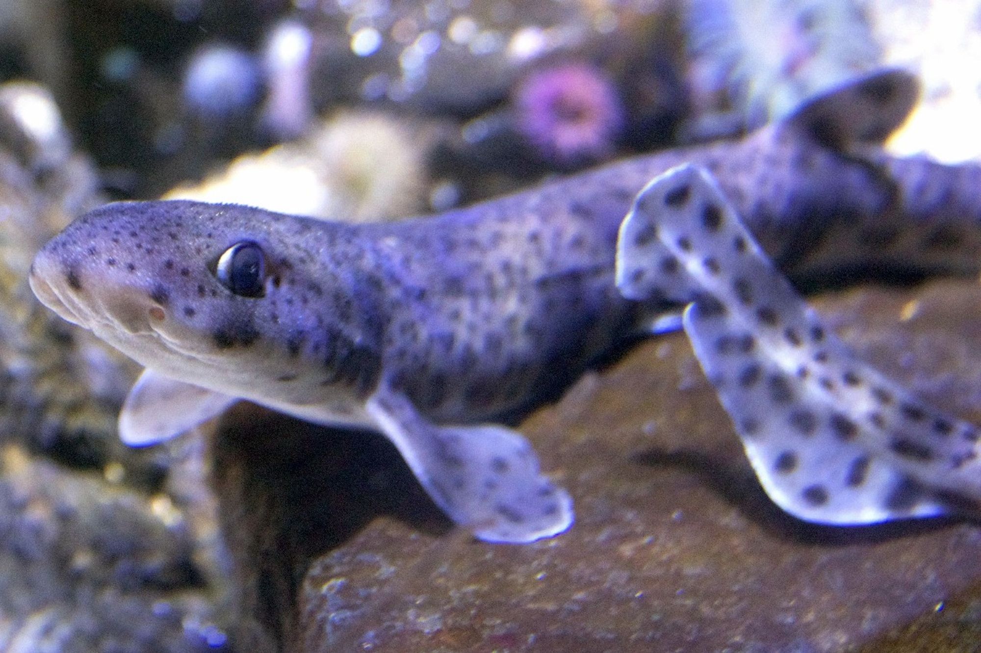 Friggin adorable small-spotted catshark curled up on rock. Small with round features, large eyes, and dark spots on grey/brown skin. 📷 Unknown