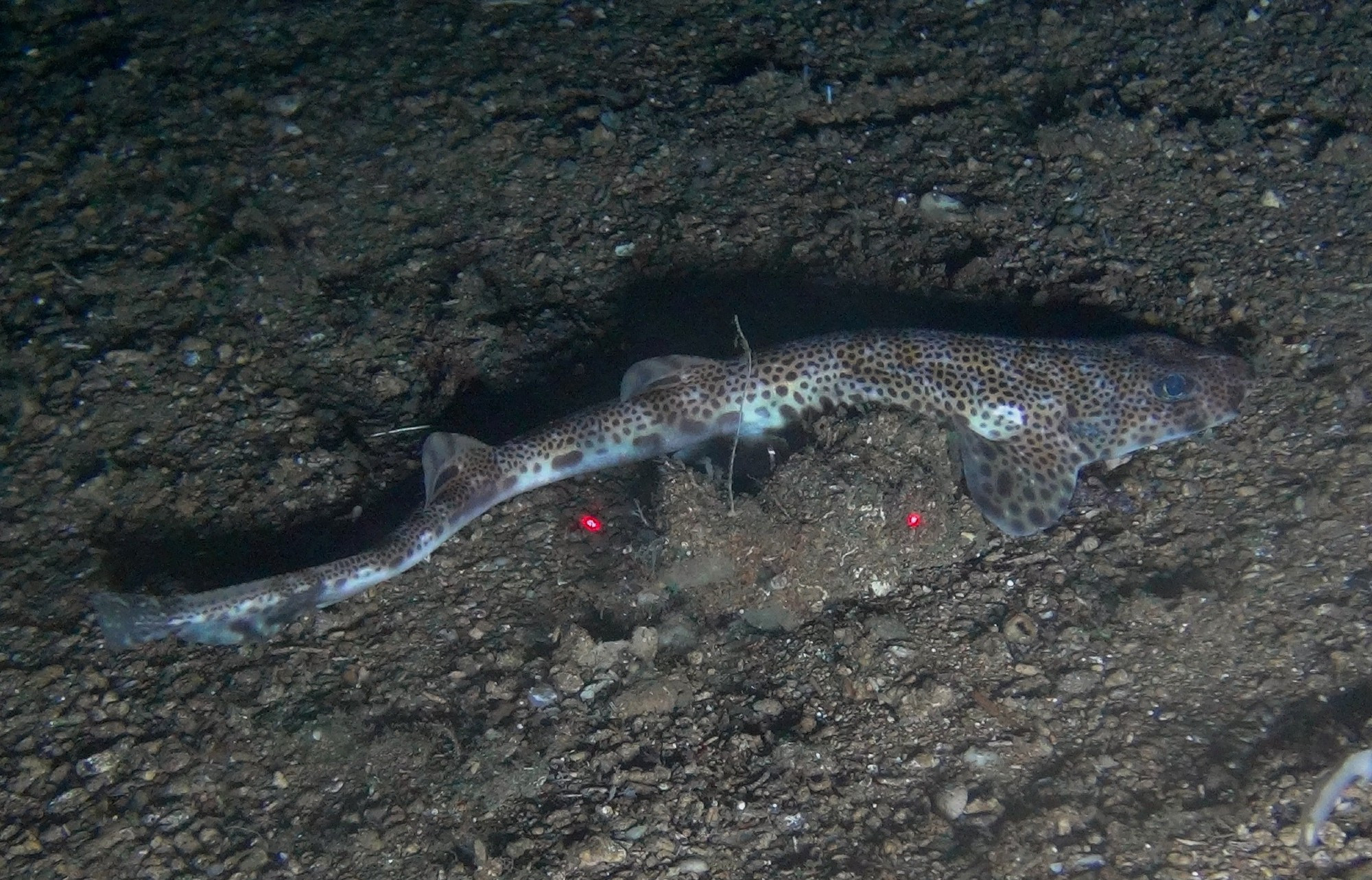 A rare live photo of a Spotted Izak (Holohalaelurus punctatus) captured by the African Coelacanth Ecosystem Programme. A slender catshark with a white belly and black spots of various sizes on a brown back. 