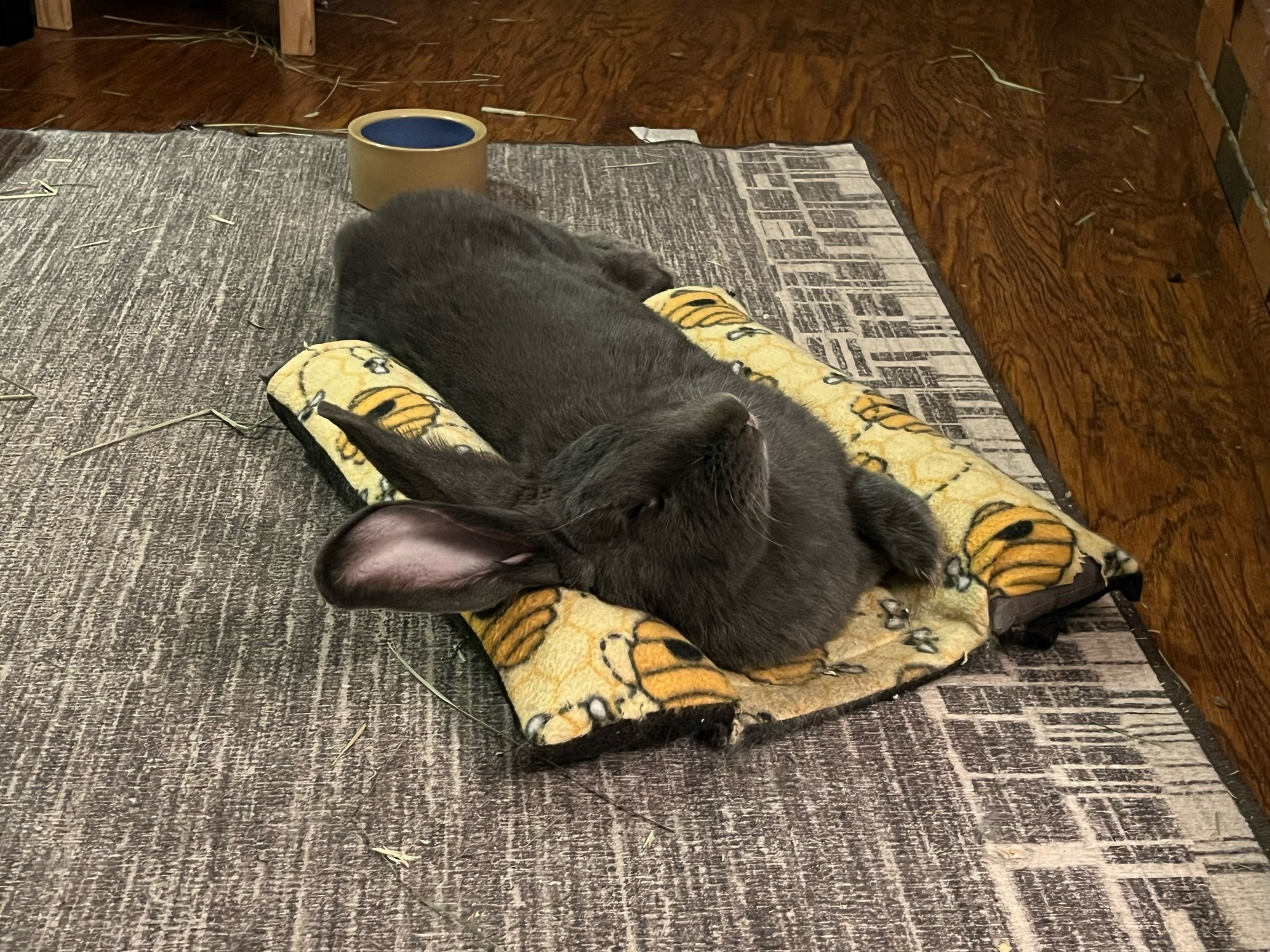 Gray colored rabbit stretched out and relaxing on his side.