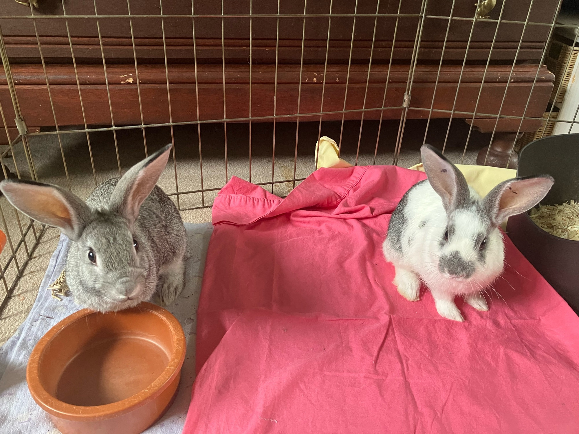 An all grey rabbit and a white rabbit with grey markings sitting on blankets.