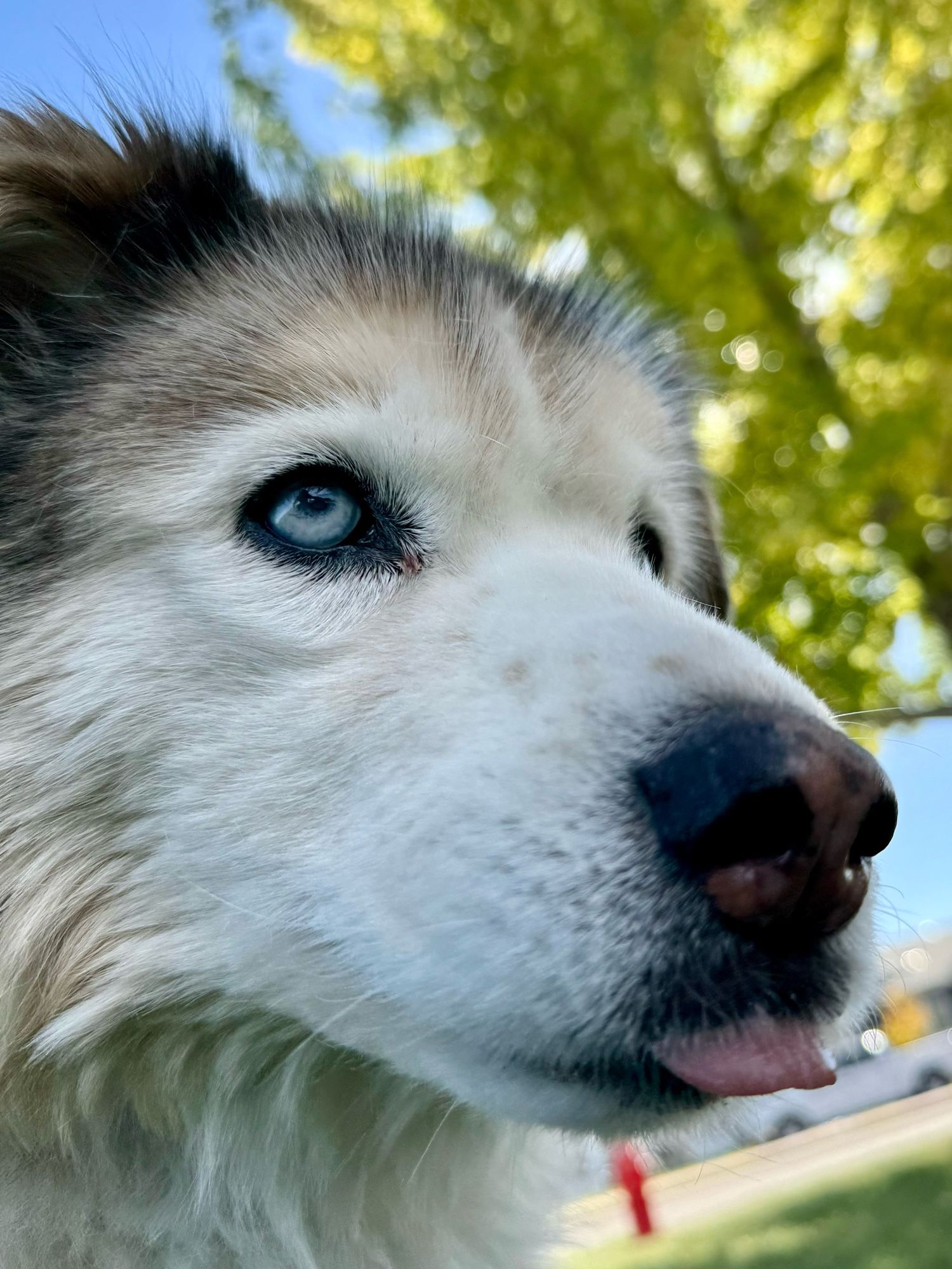 Close up photo of Australian shepherd mix, showing only his head. His eyes are looking up and his tongue is sticking out like he’s making the :p face