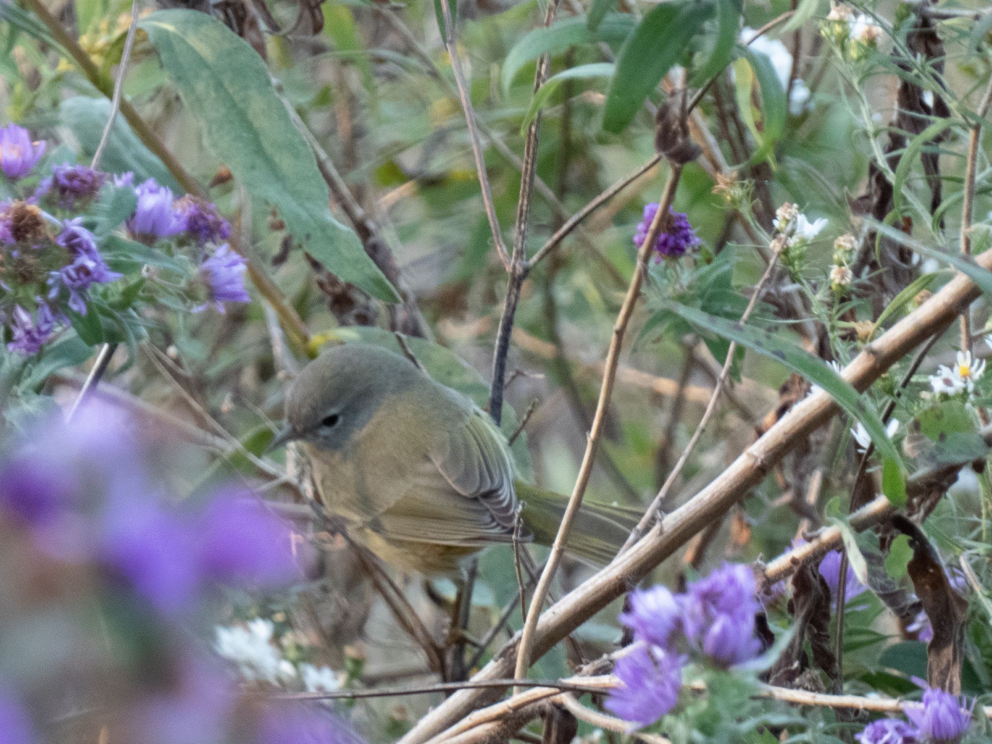 Photo of a plain greyish-green bird with a white eye ring that's maybe got a faint dark eye stripe and a small bill, sitting on some purple-flowering prairie plants