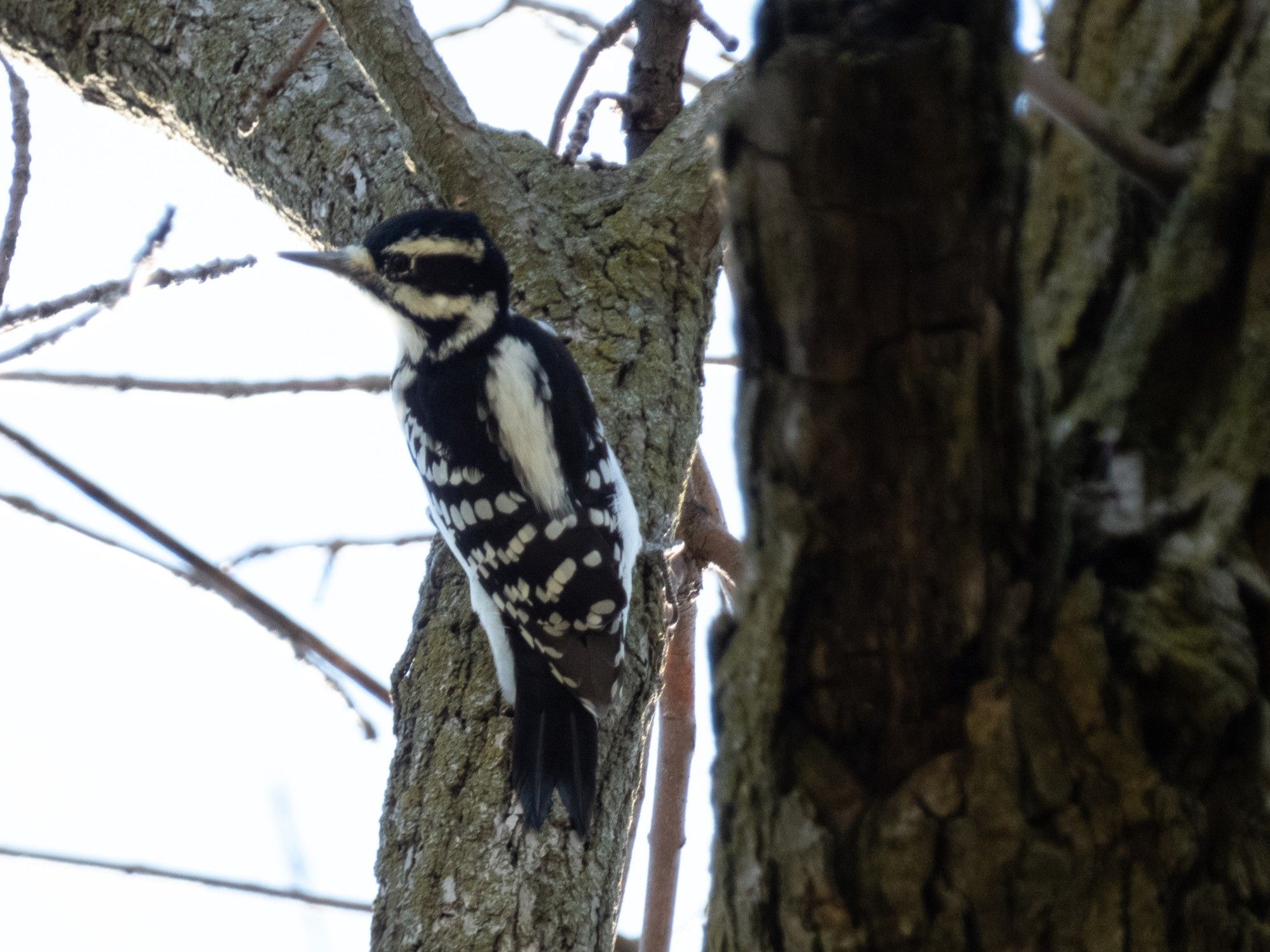 Slightly blurry photo of a black and white woodpecker clinging vertically to a tree trunk against a white-looking sky