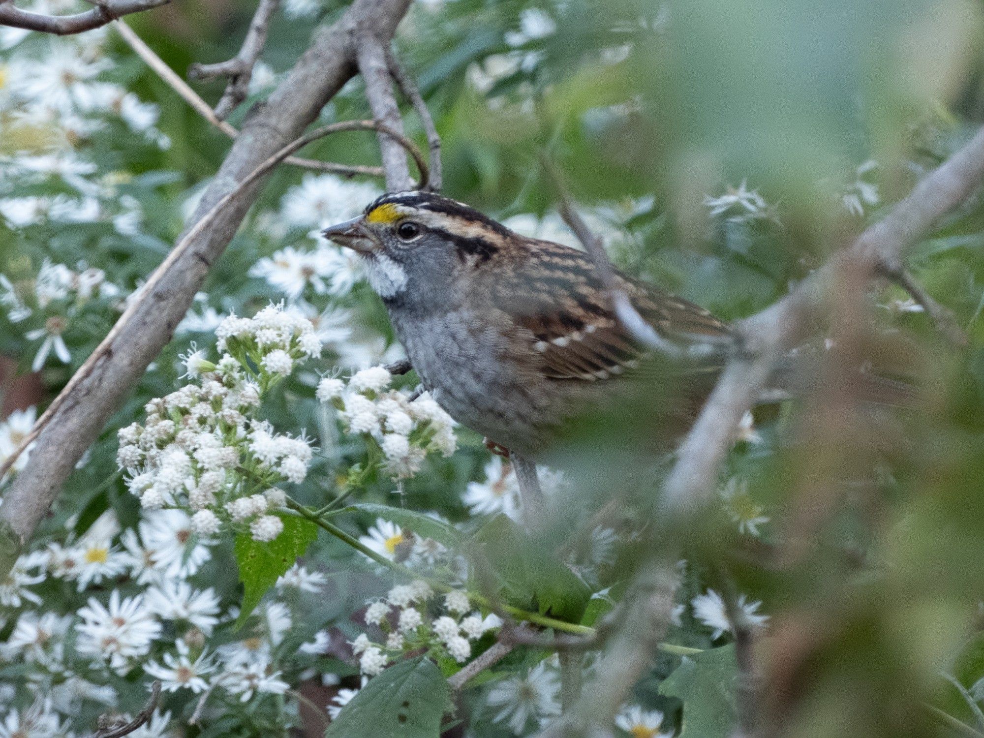 Photo of a white-throated sparrow sitting on a branch among clusters of tiny white flowers