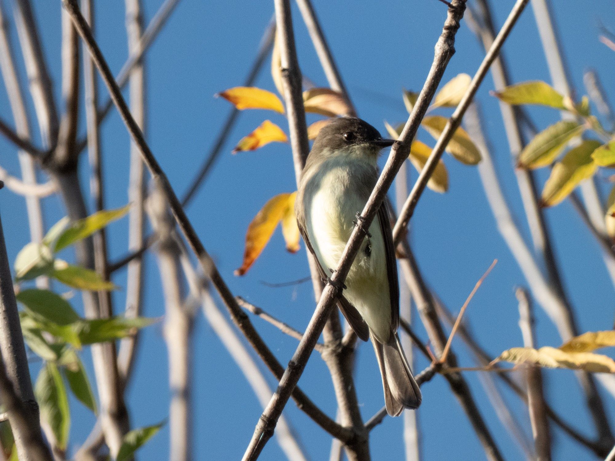 Photo of a bird with a dark head, pale yellow belly with smudges on the side of its breast, no eye ring sitting on a small branch against a blue sky and other branches with a few scattered green and yellow leaves