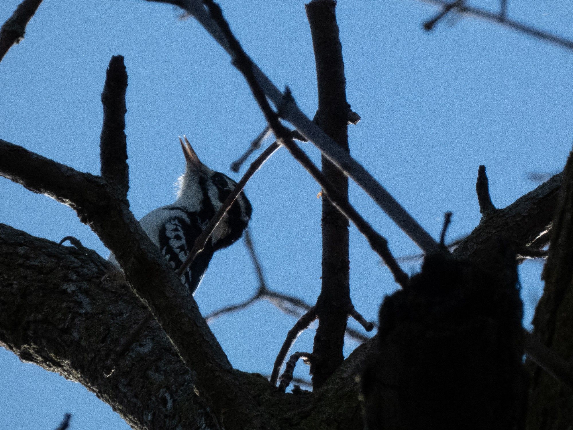 Photo of a woodpecker's head with its bill open against a blue sky and some bare branches, the rest of the bird's body hidden behind a branch