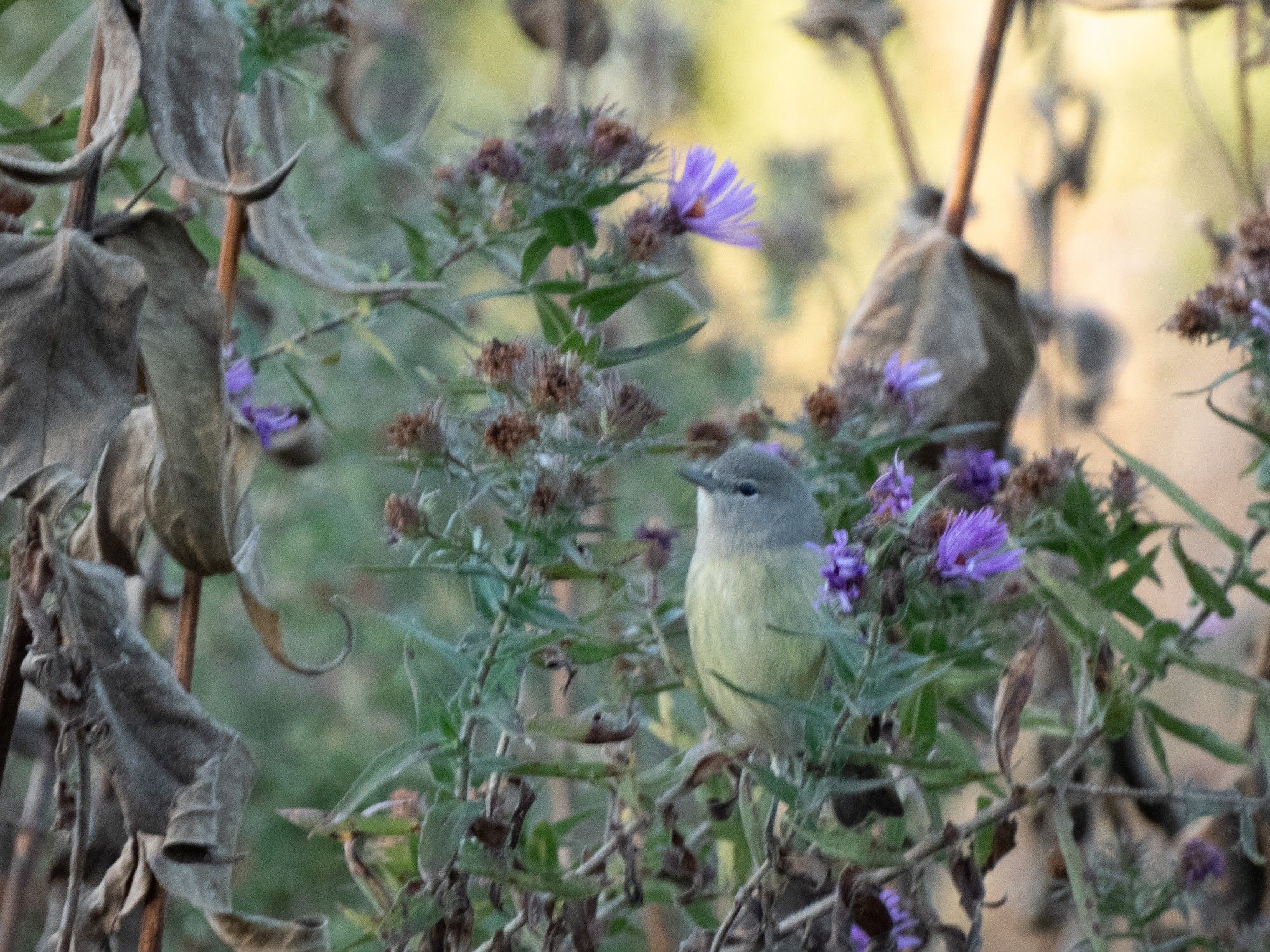 Photo of the same bird viewed from the front, greyish head, yellow belly with faint pattern of broken streaks on its breast