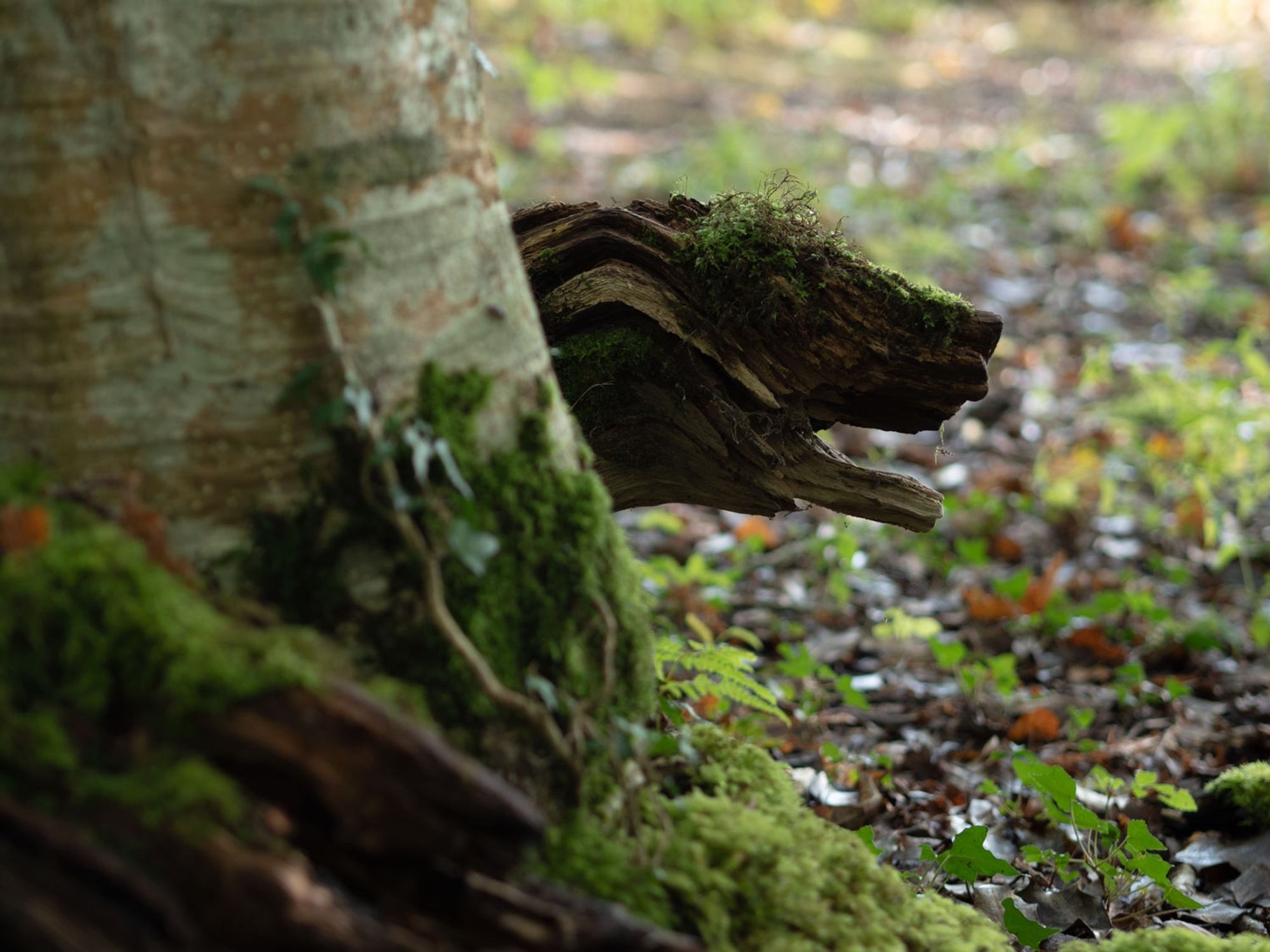 ein foto von einem stück waldboden. moos wächst an einem baumstamm hoch, dahinter schaut ein stückchen holz hervor, das wie ein tierkopf aussieht auf dessen stirn/nase auch moss wächst