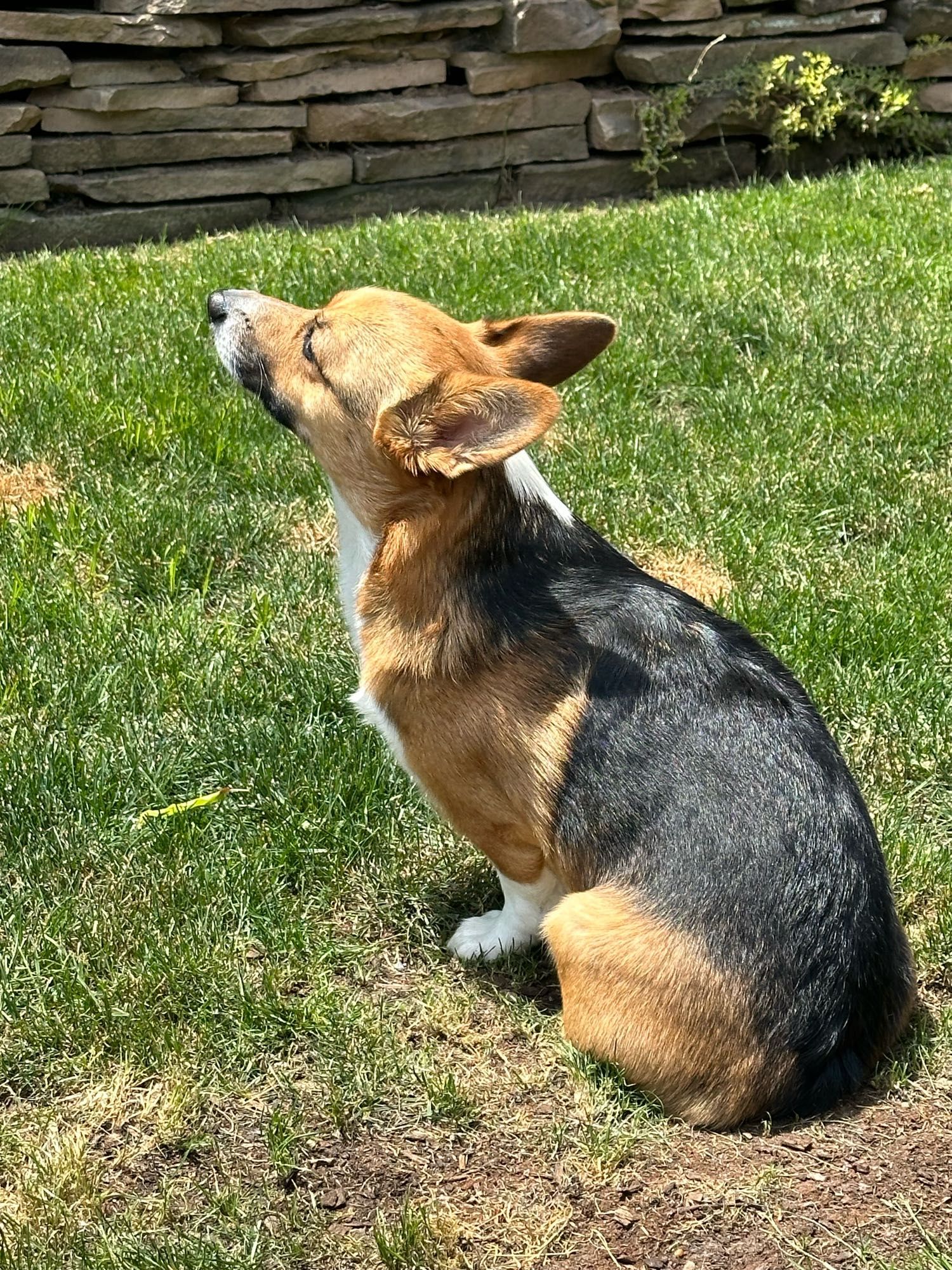 A corgi basking in the sunlight