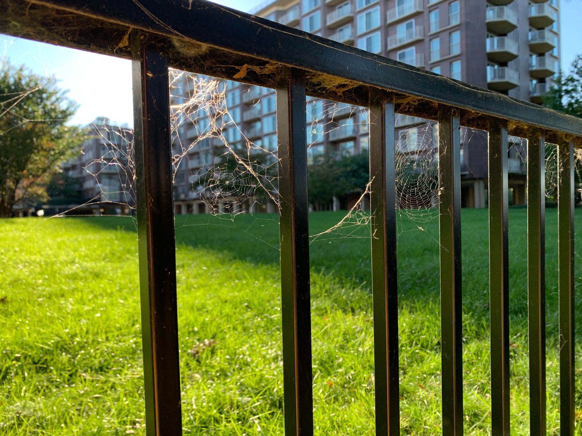 Slanted sunlight shows spiderwebs beneath the top bar of a low iron railing. In the background is a grassy field and a tall apartment building.