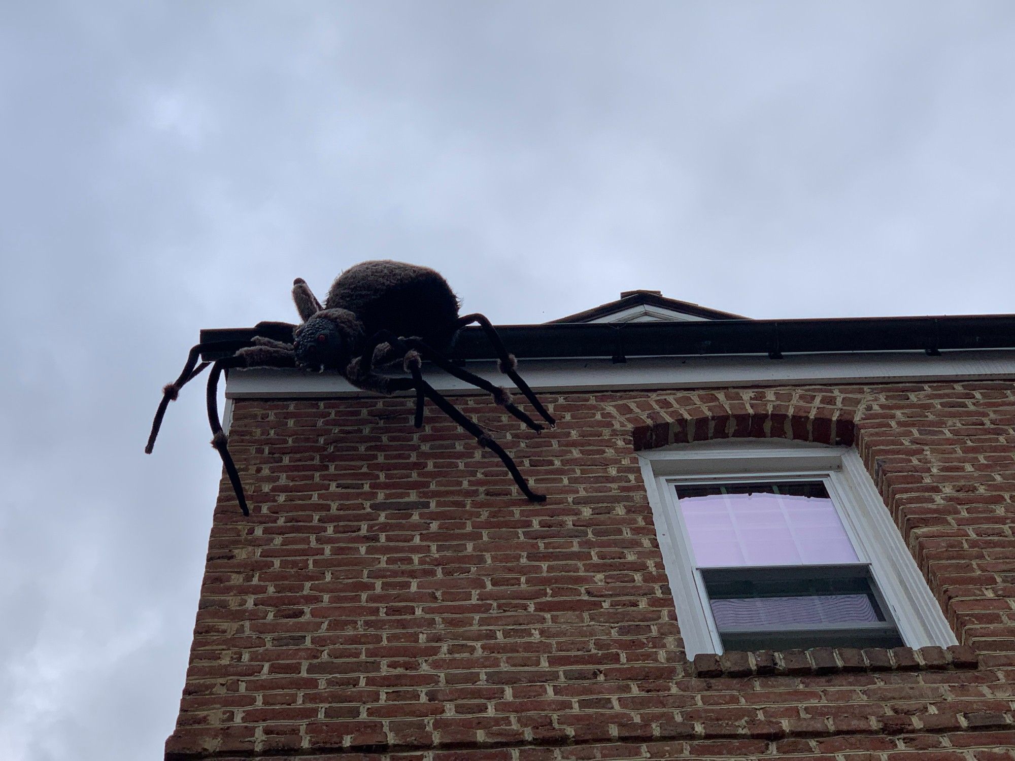 A five-foot long toy spider hangs from the third-story roof gutter of a brick building. View looking straight up.