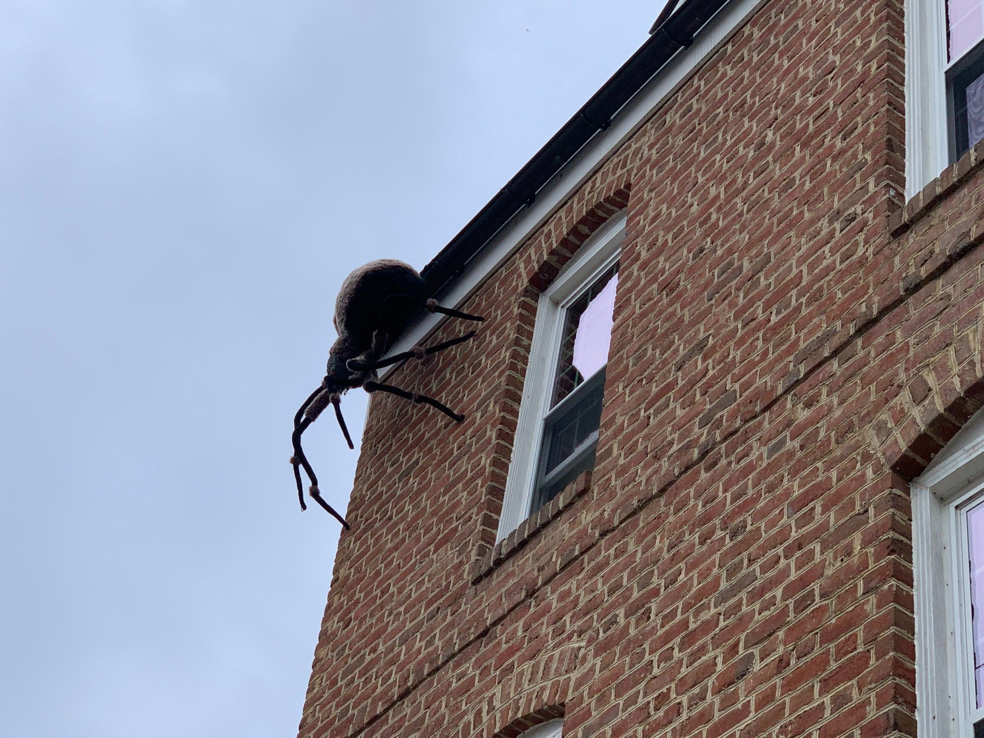 A five-foot long toy spider hangs from the third-story roof gutter of a brick building. View from below and the side.