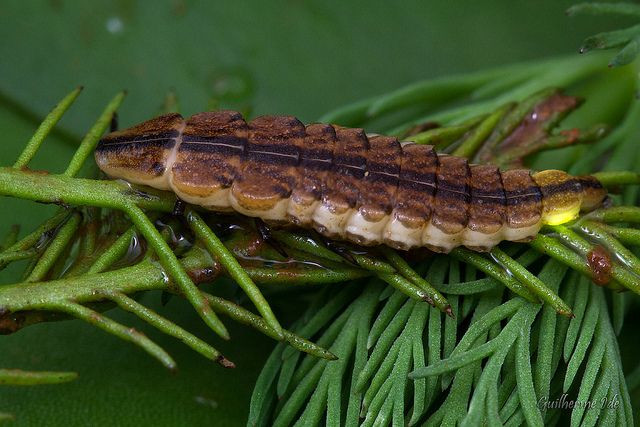 Larva de luciérnaga.